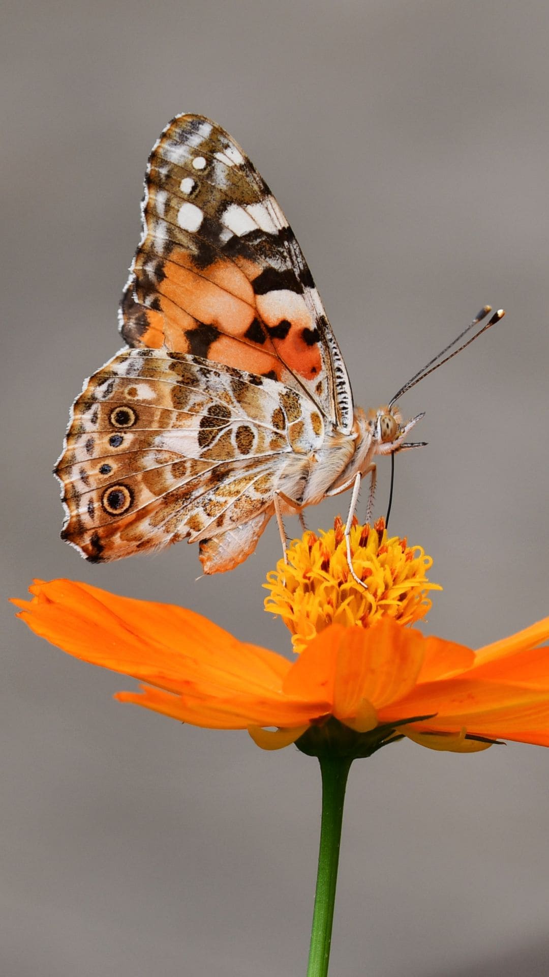Best Butterfly iPhone Wallpaper