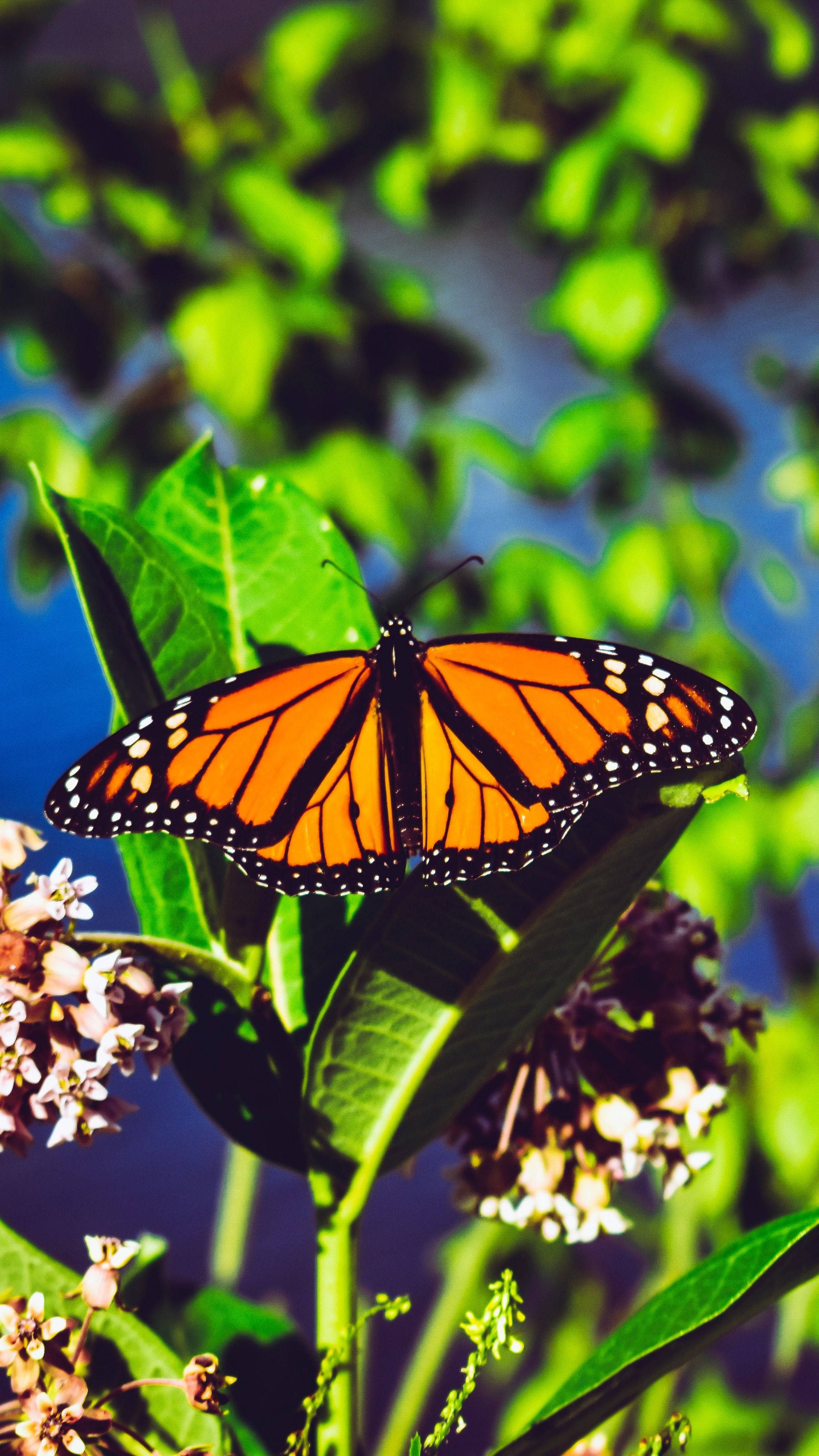 Butterfly iPhone Wallpaper