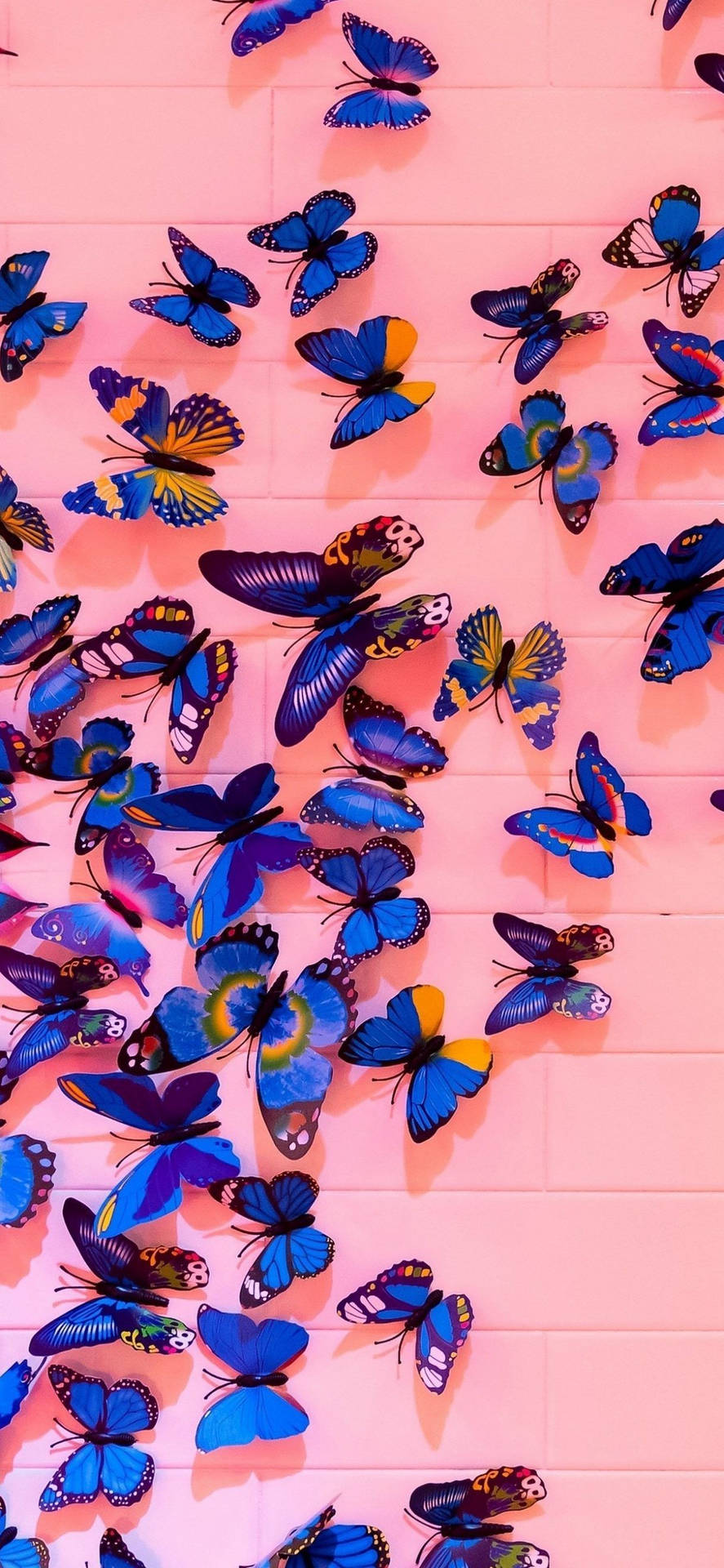 Butterfly iPhone Wallpaper