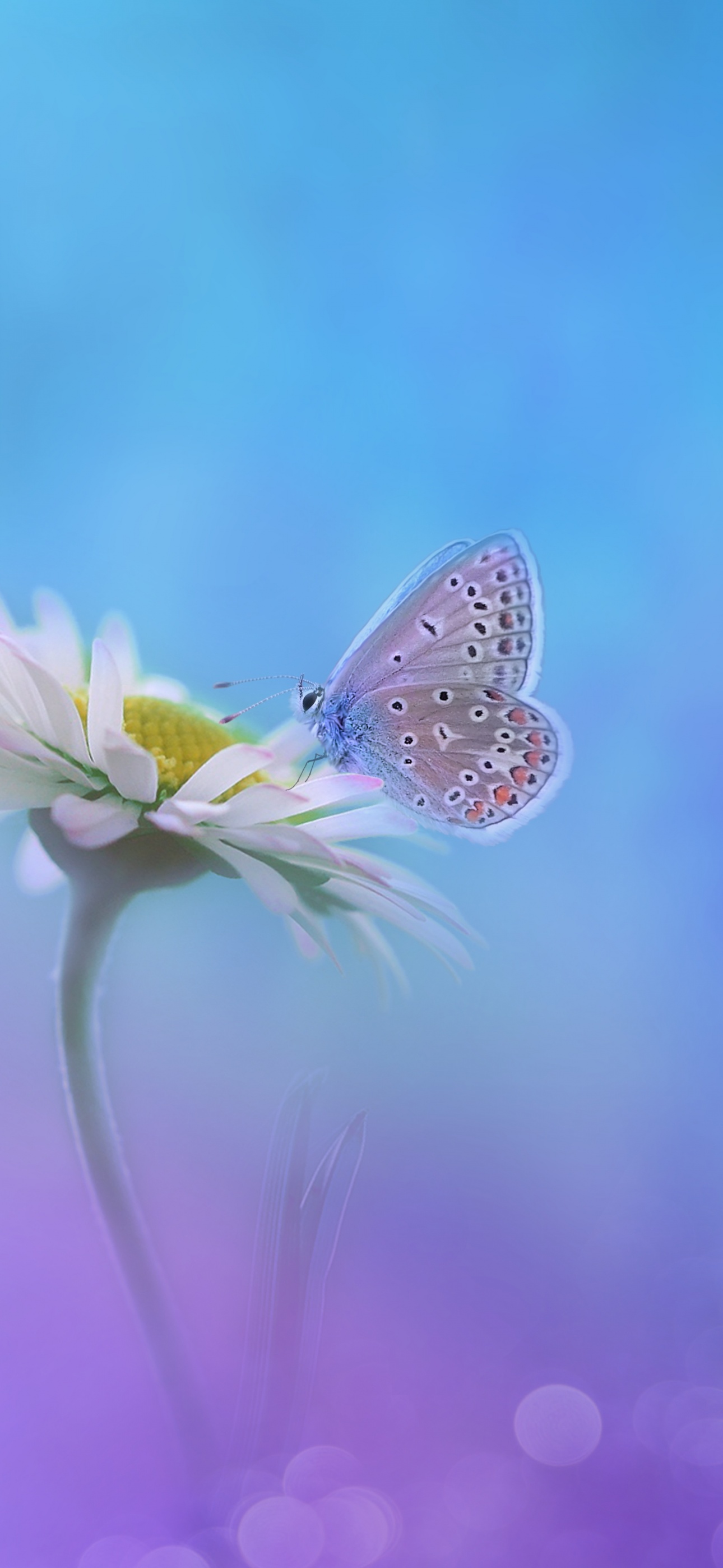 Butterfly Wallpaper 4K, Gradient