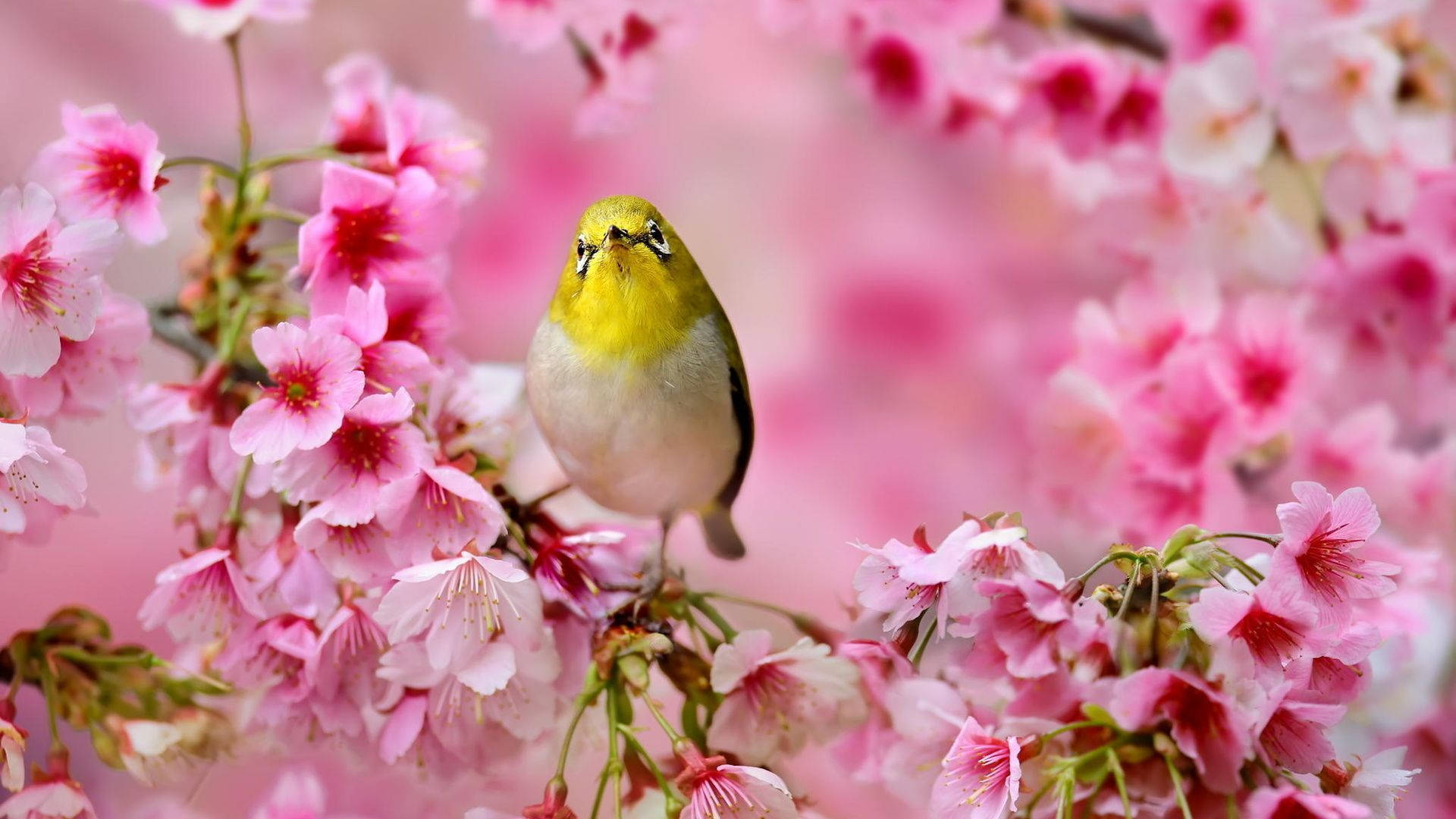 Download Cute Spring Bird Wallpaper