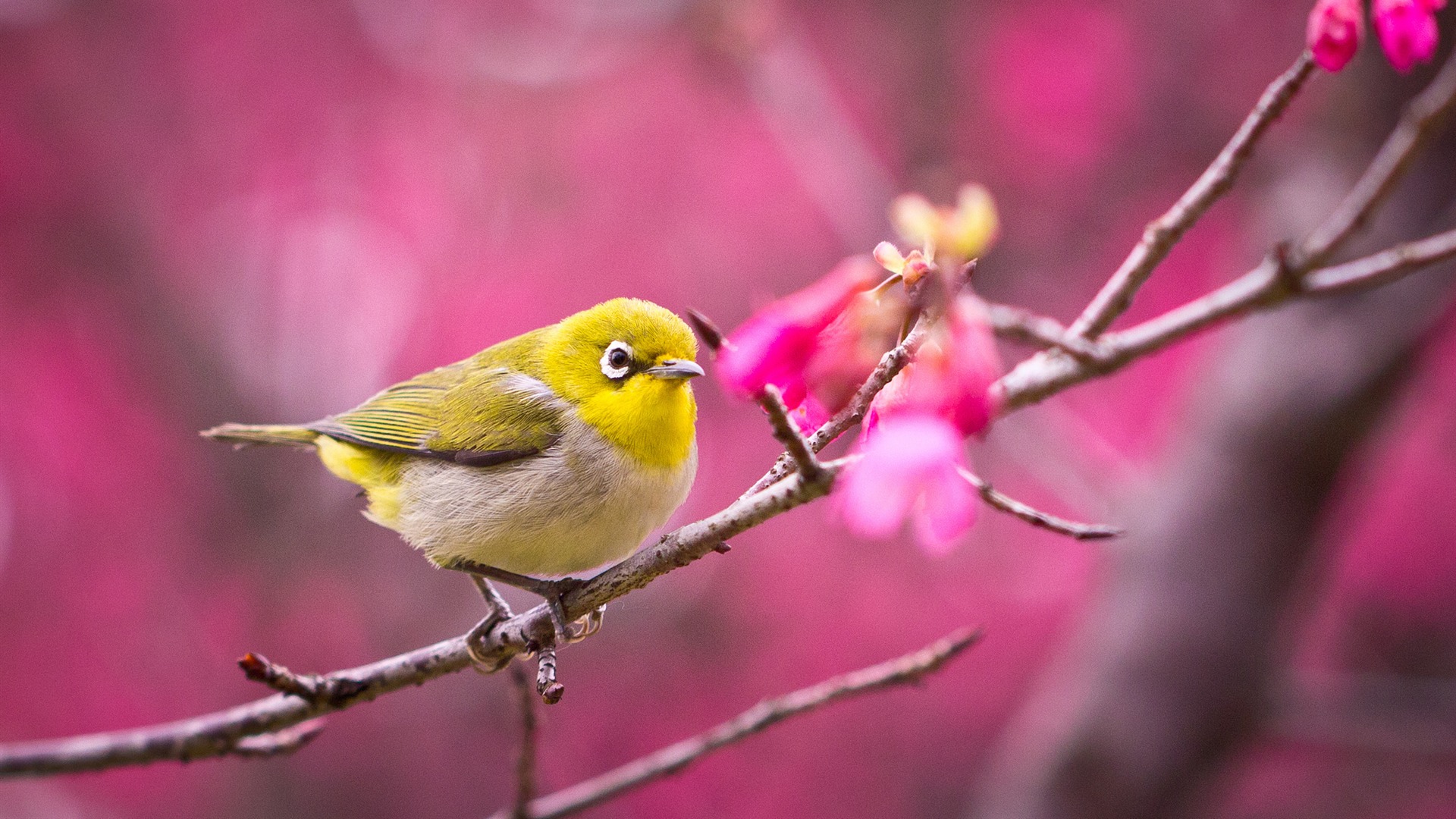 Spring Bird