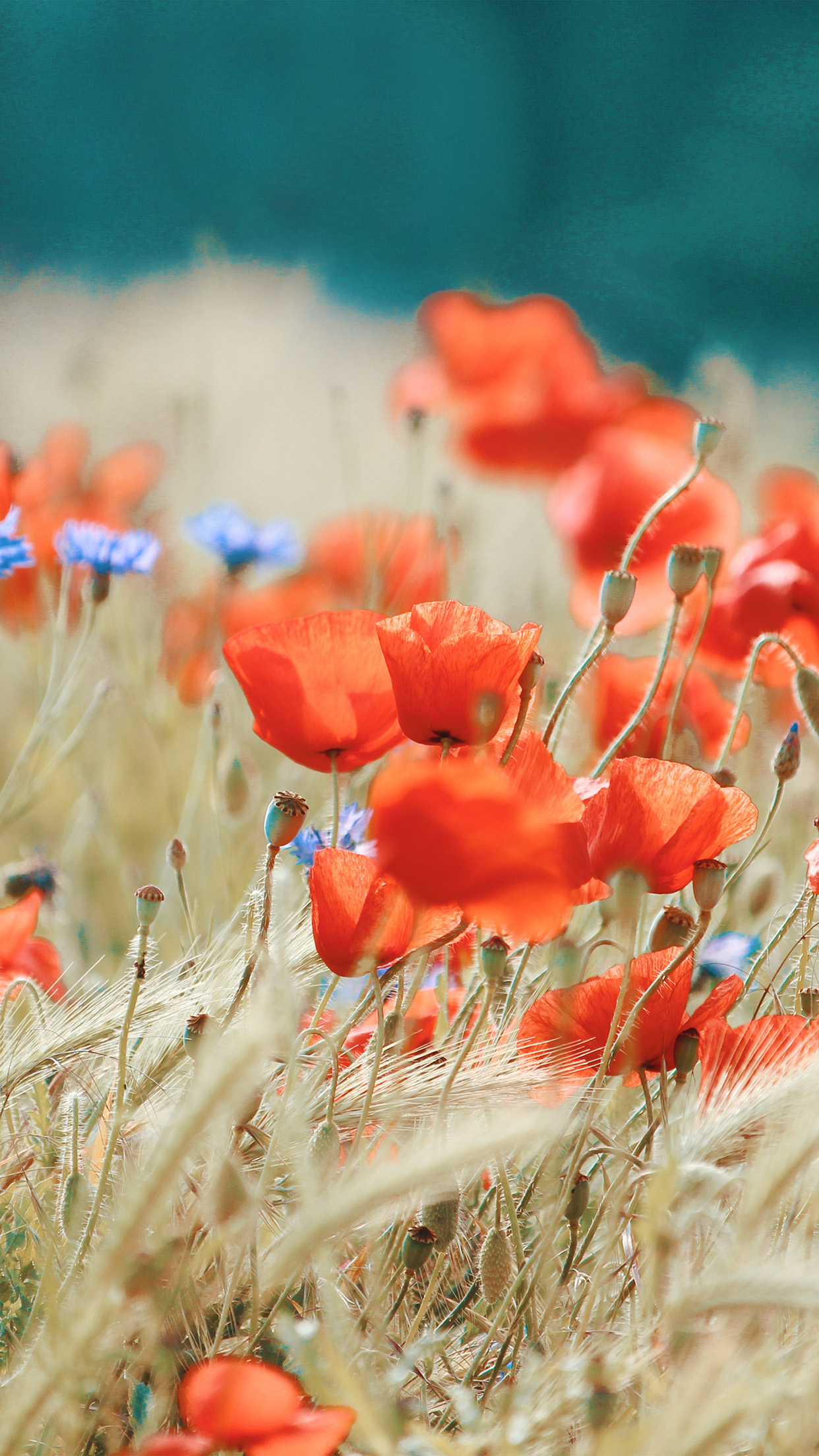 Flower Spring Red Nature Wallpaper