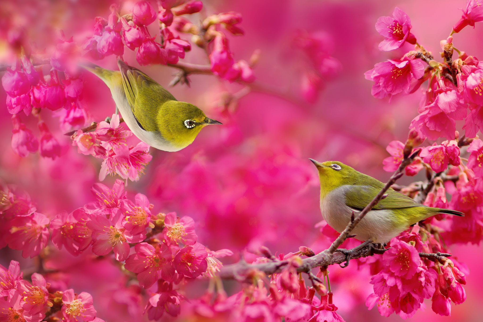 Animal Japanese White Eye HD Wallpaper