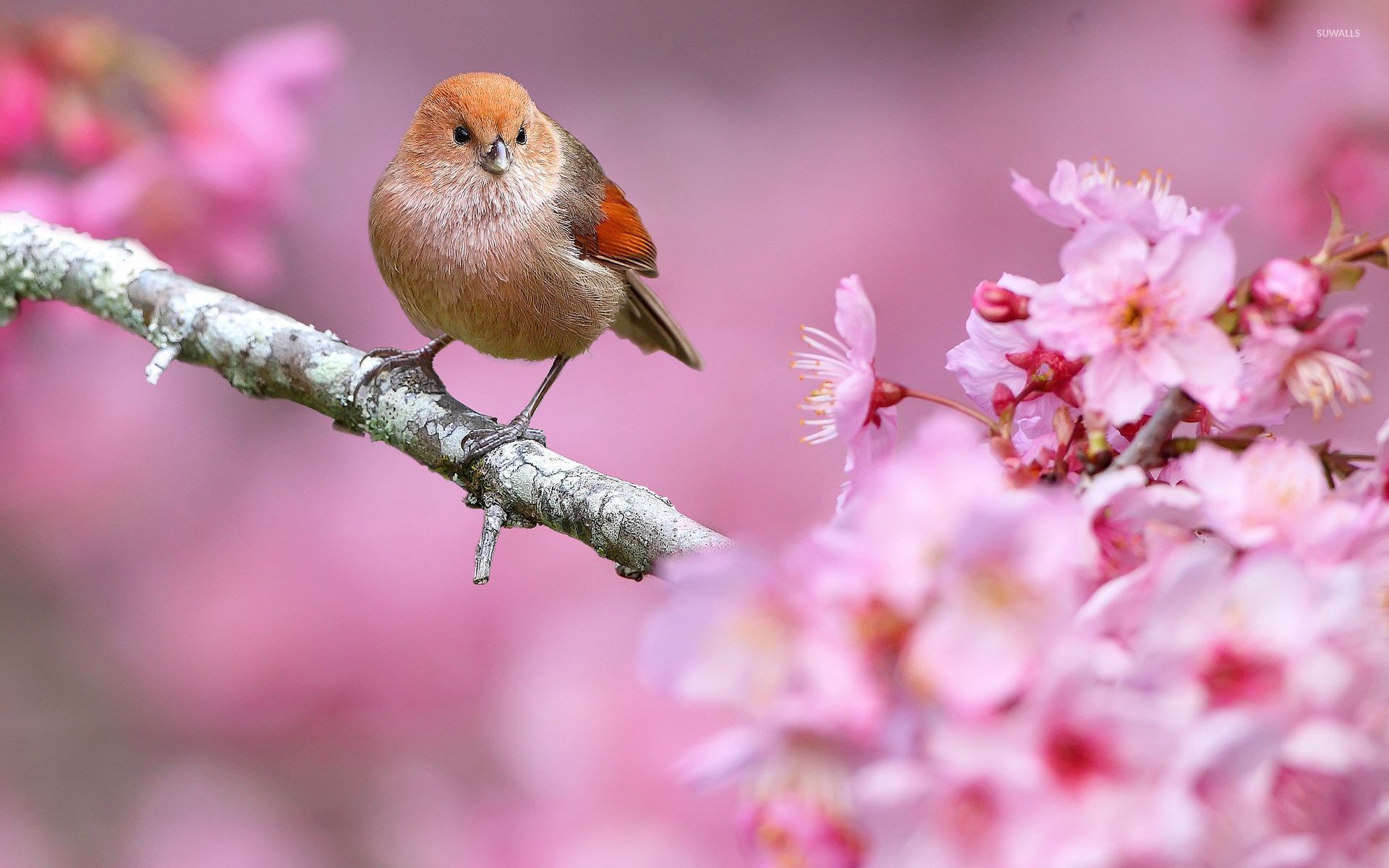 Spring bird #photos #photography