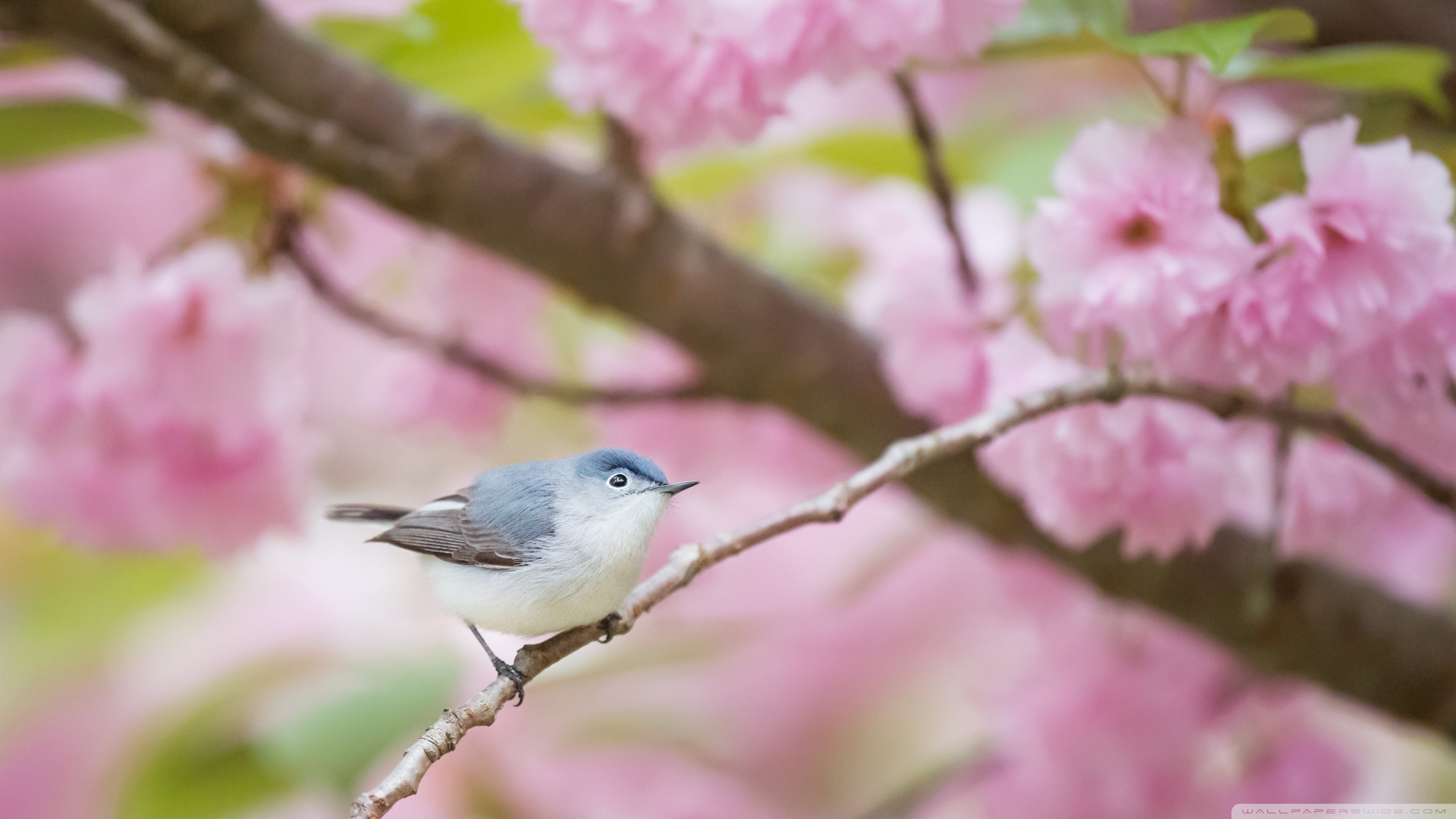 Ultra HD Desktop Background Wallpaper