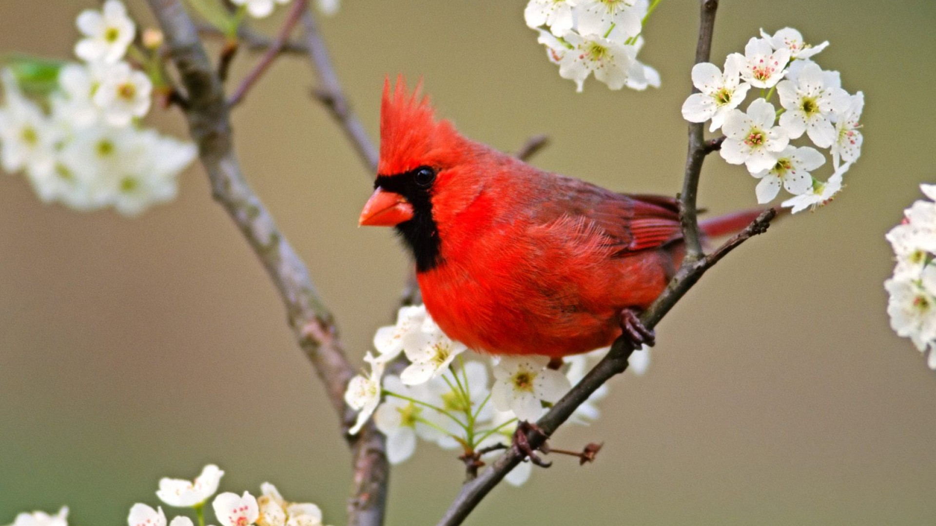 For the Birds.Sort Of