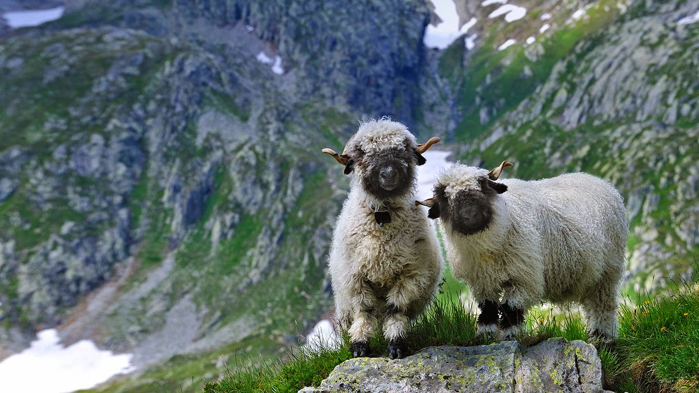 Valais blacknose sheep in Valais