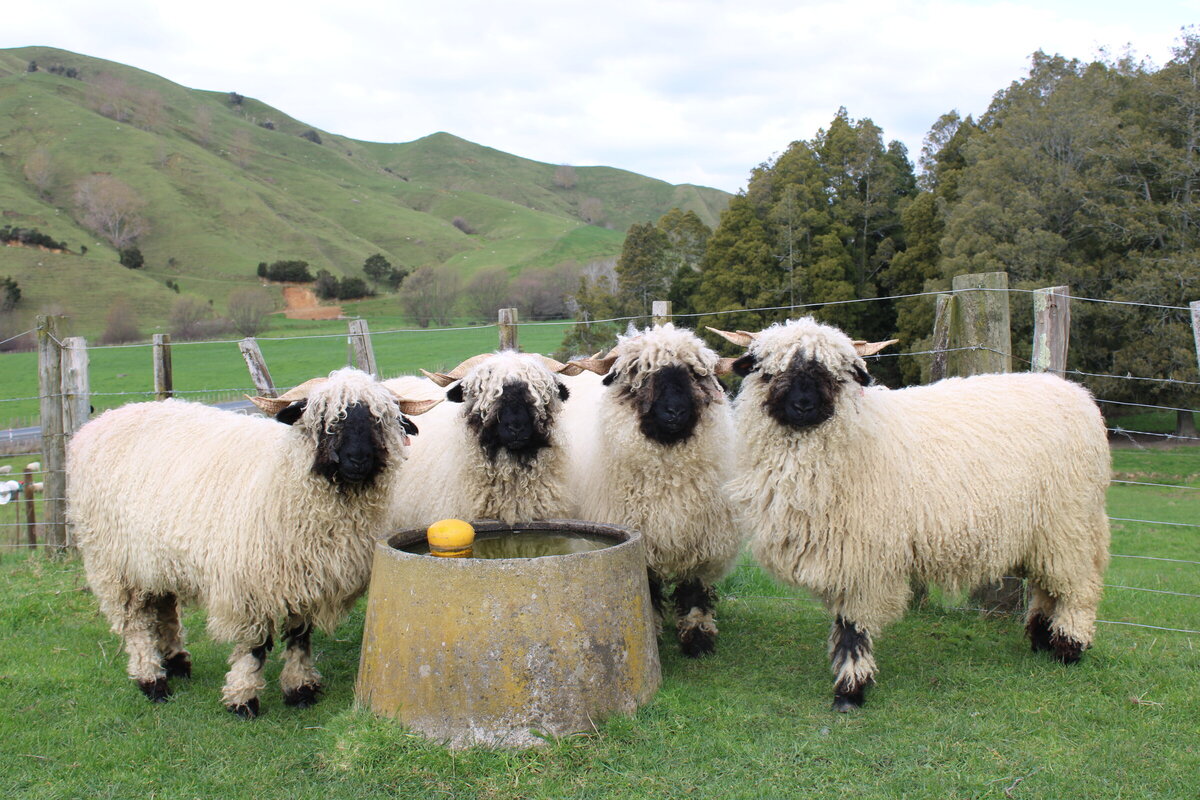 Valais Blacknose Sheep