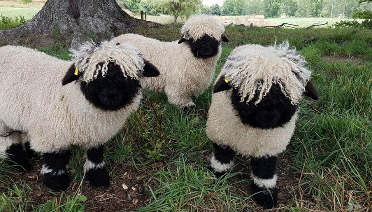 Internet finds solace in cute sheep