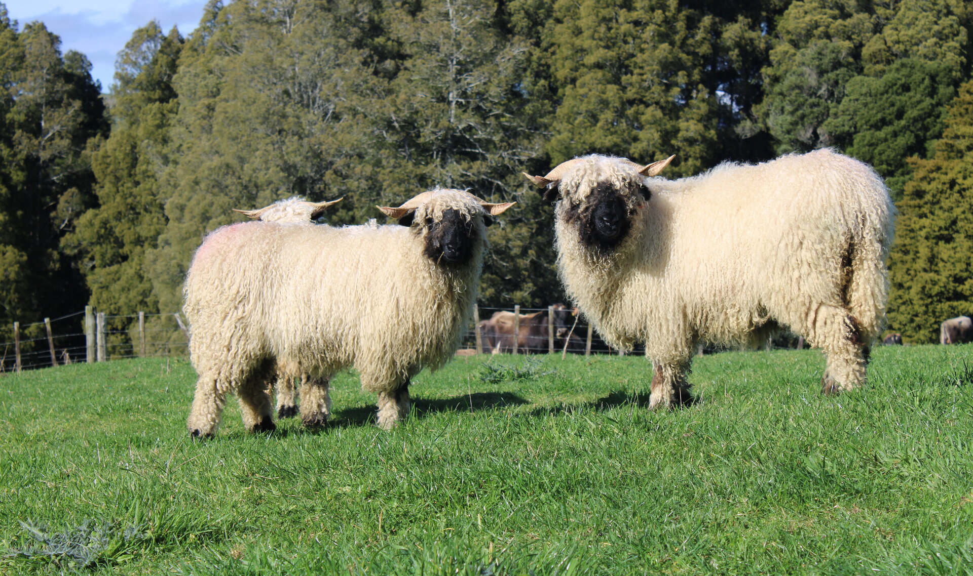 Valais Blacknose Breed Standards