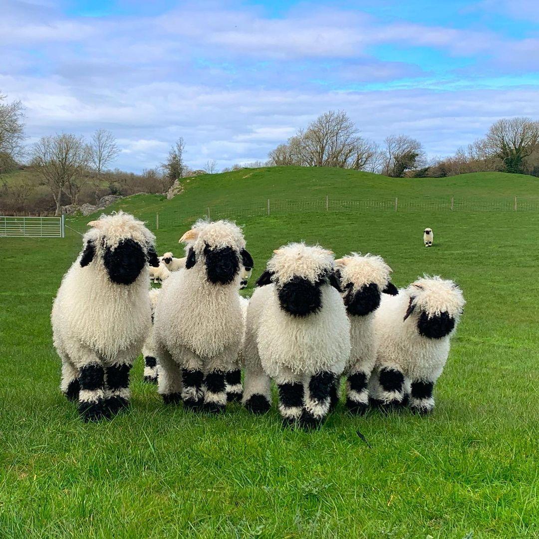 Valais Blacknose Sheep Wallpapers Wallpaper Cave