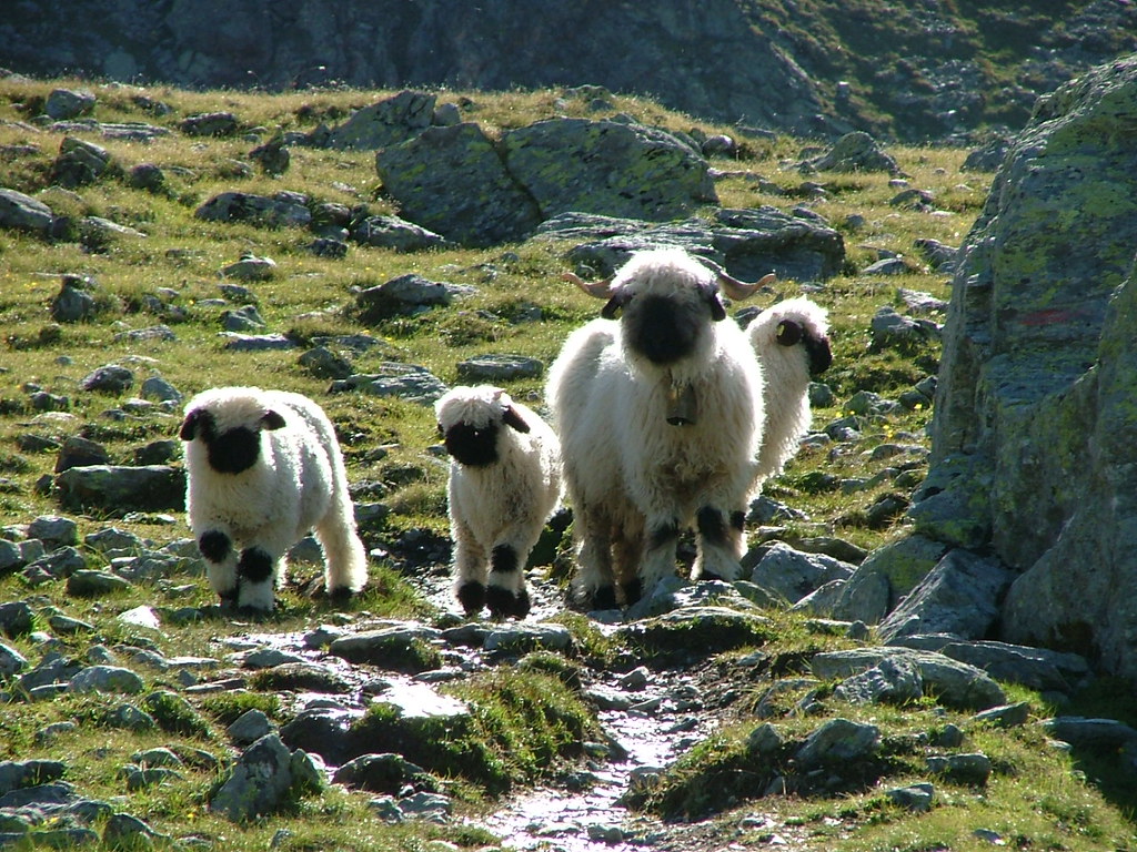 Swiss Sheep. The most unusual sheep i