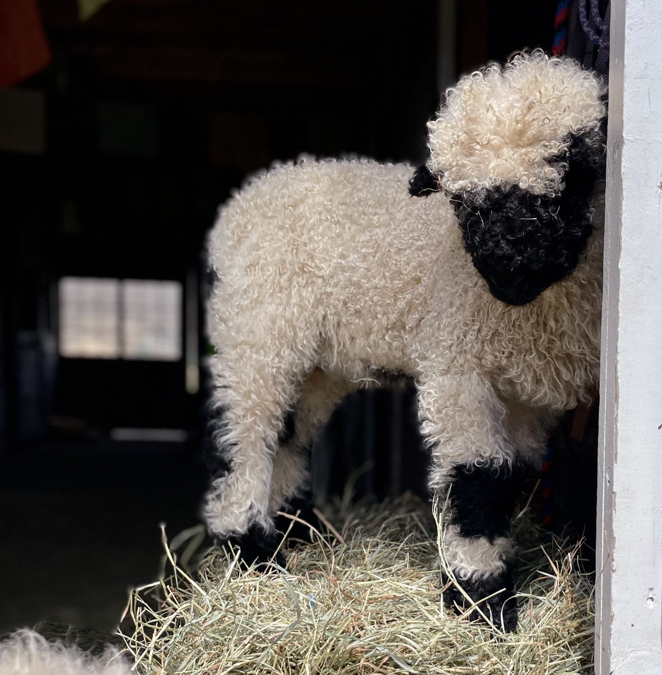 Valais Blacknose Sheep: The Rare Trait That Could Change Farming Forever