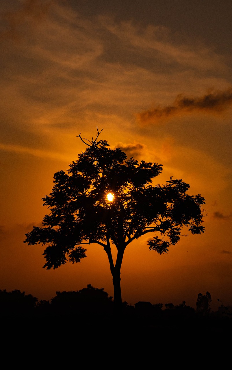 Tree Shadow Wallpapers - Wallpaper Cave