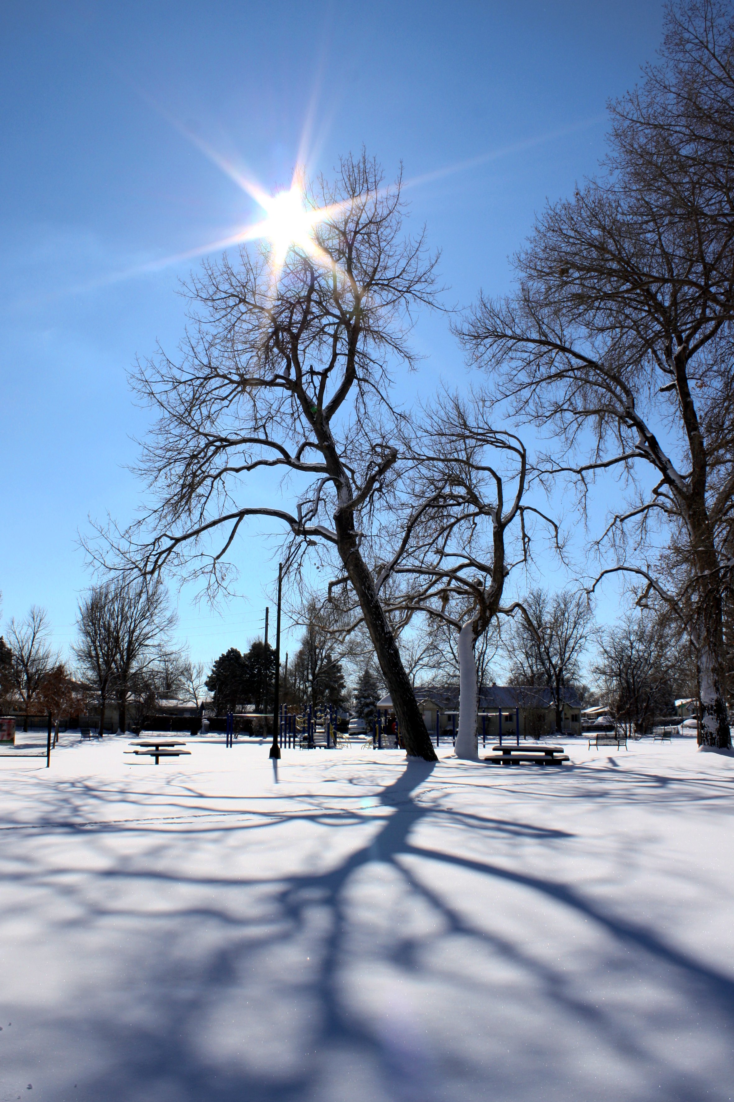 Winter Sun and Tree Shadows on Snow