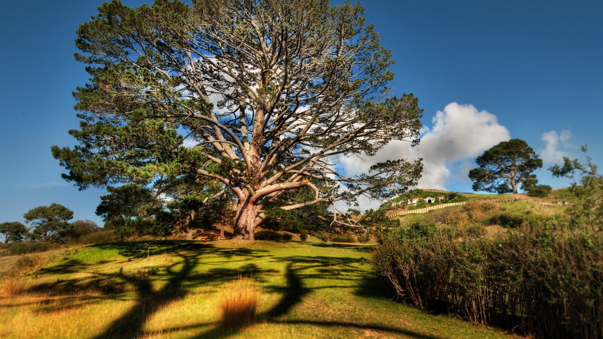 Tree, sun, light, shadow, clear, bushes