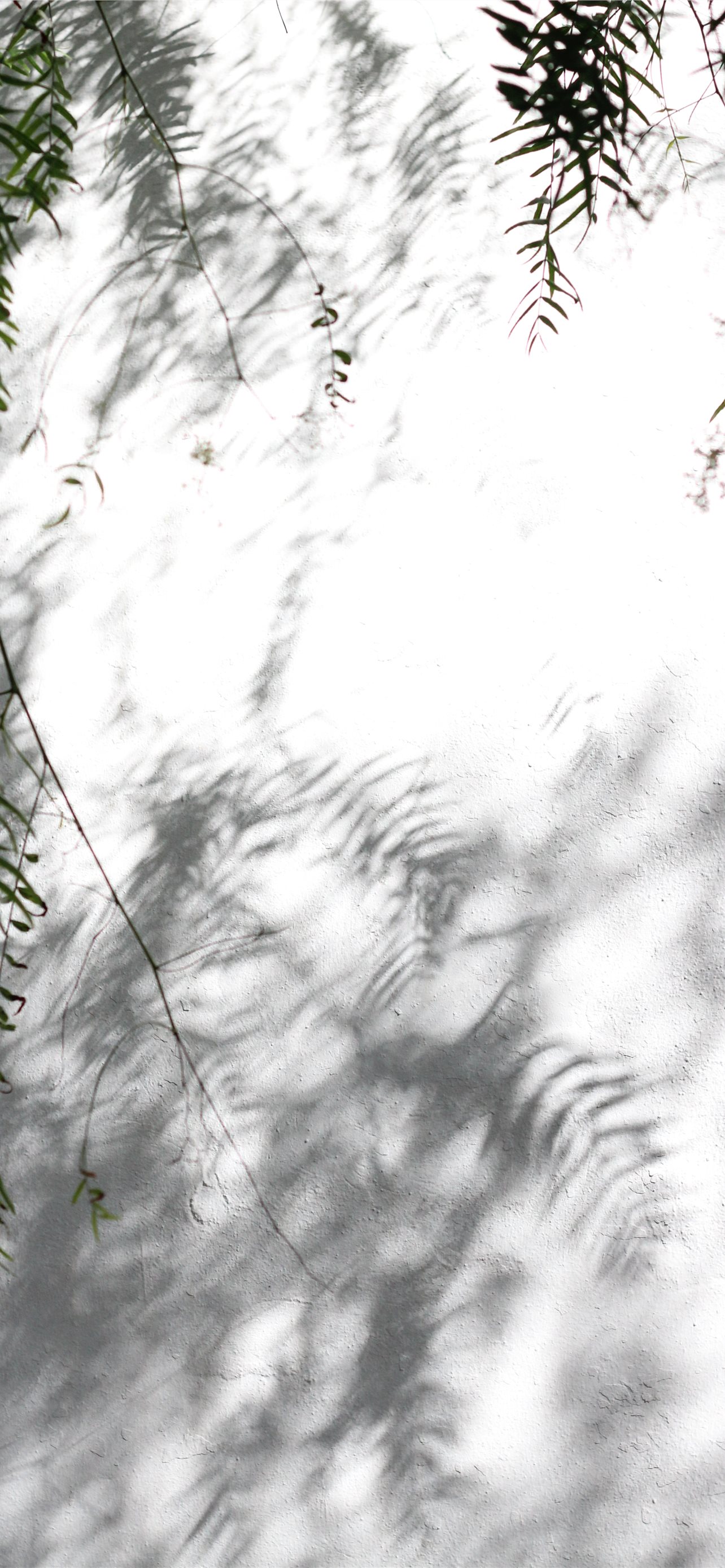 green tree leaves casting shadow