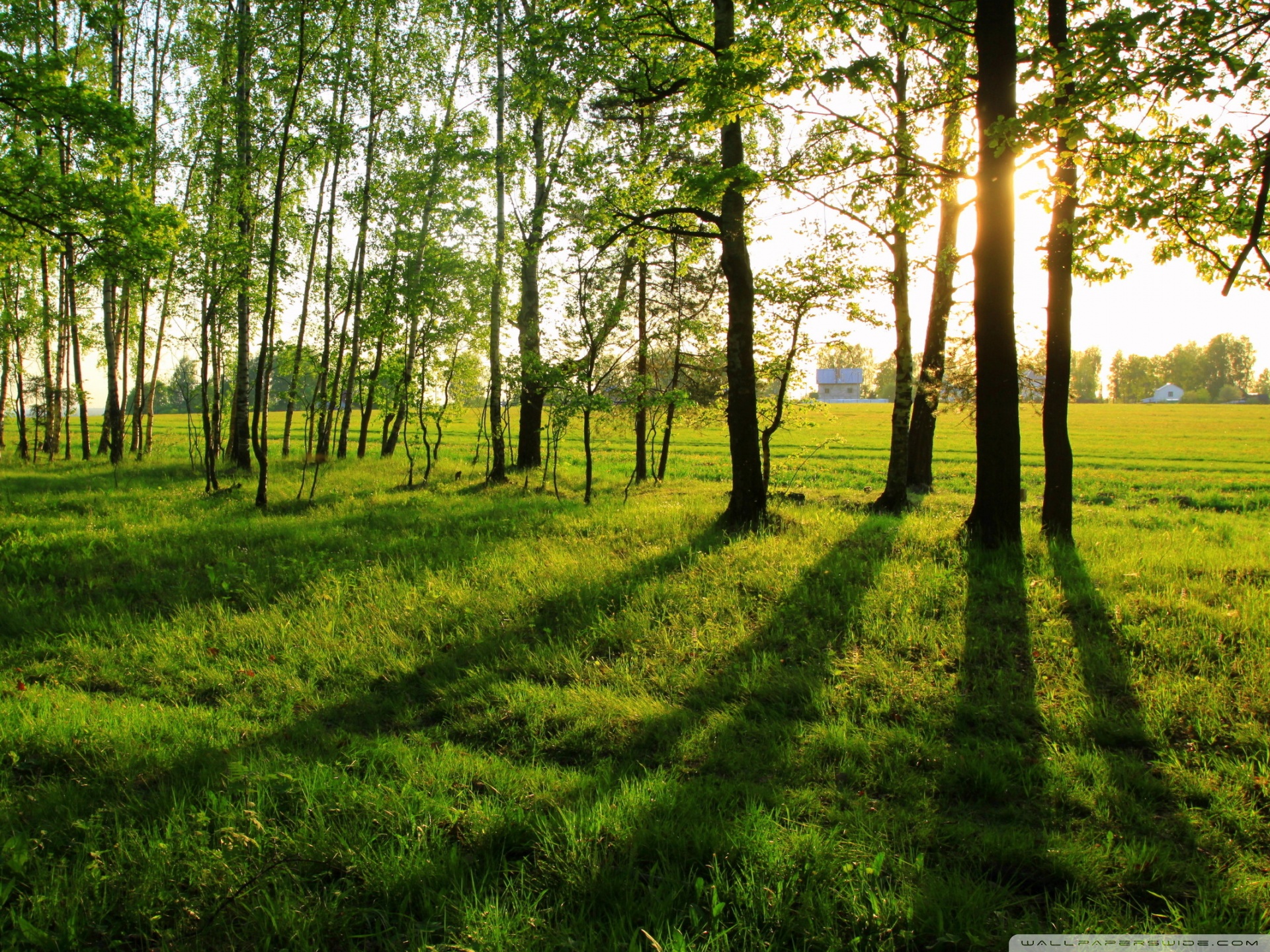 Ultra HD Desktop Background Wallpaper