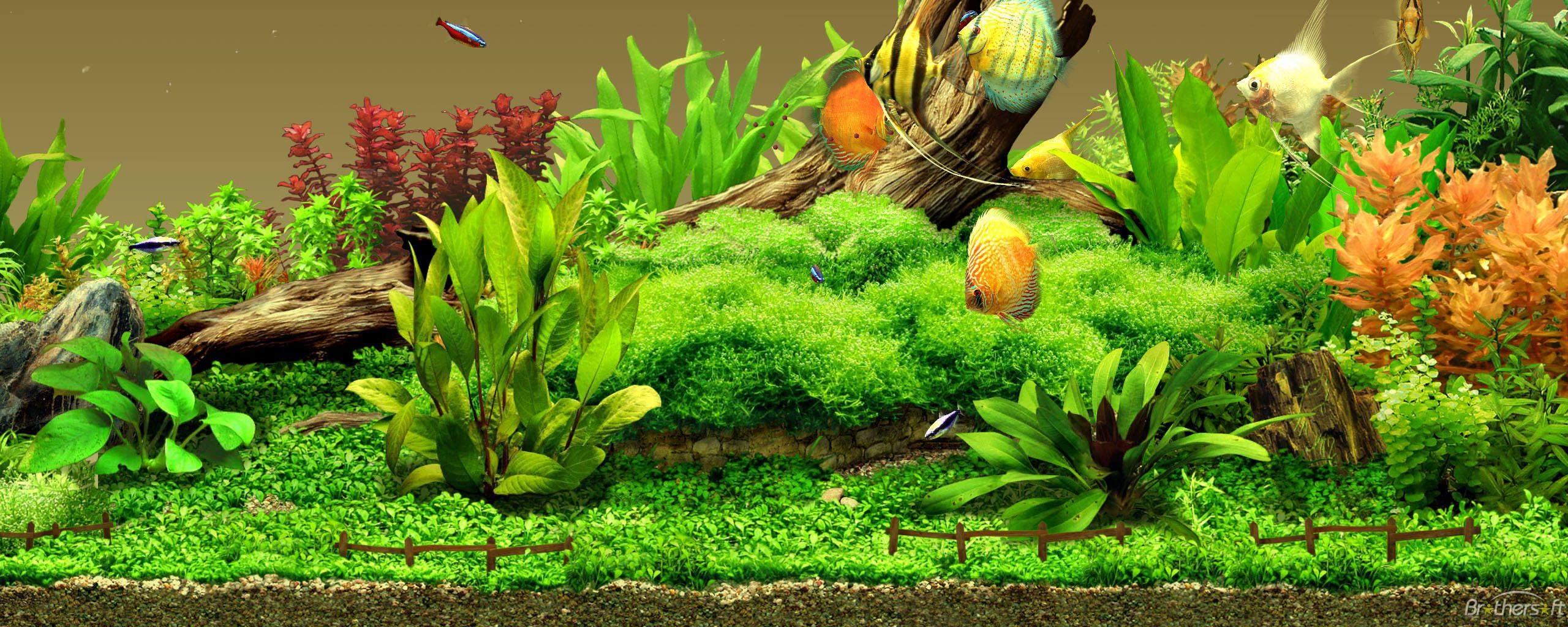 Aquarium Background, Wallpaper