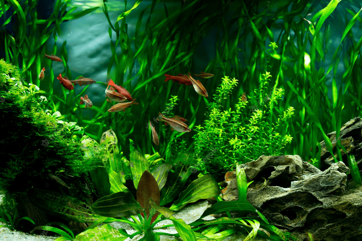 Aquarium Background