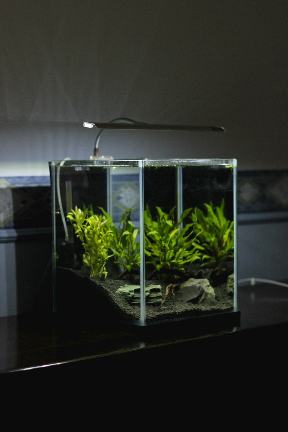 Planted Aquarium Picture. Download