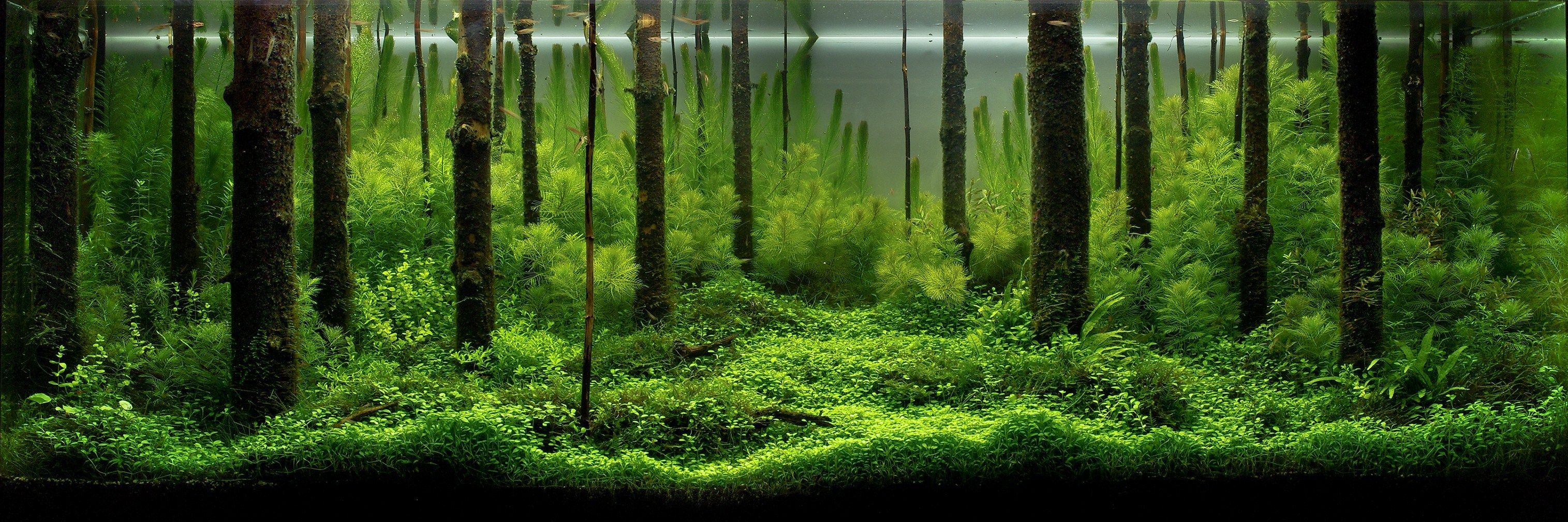 Aquascape design, Nature aquarium
