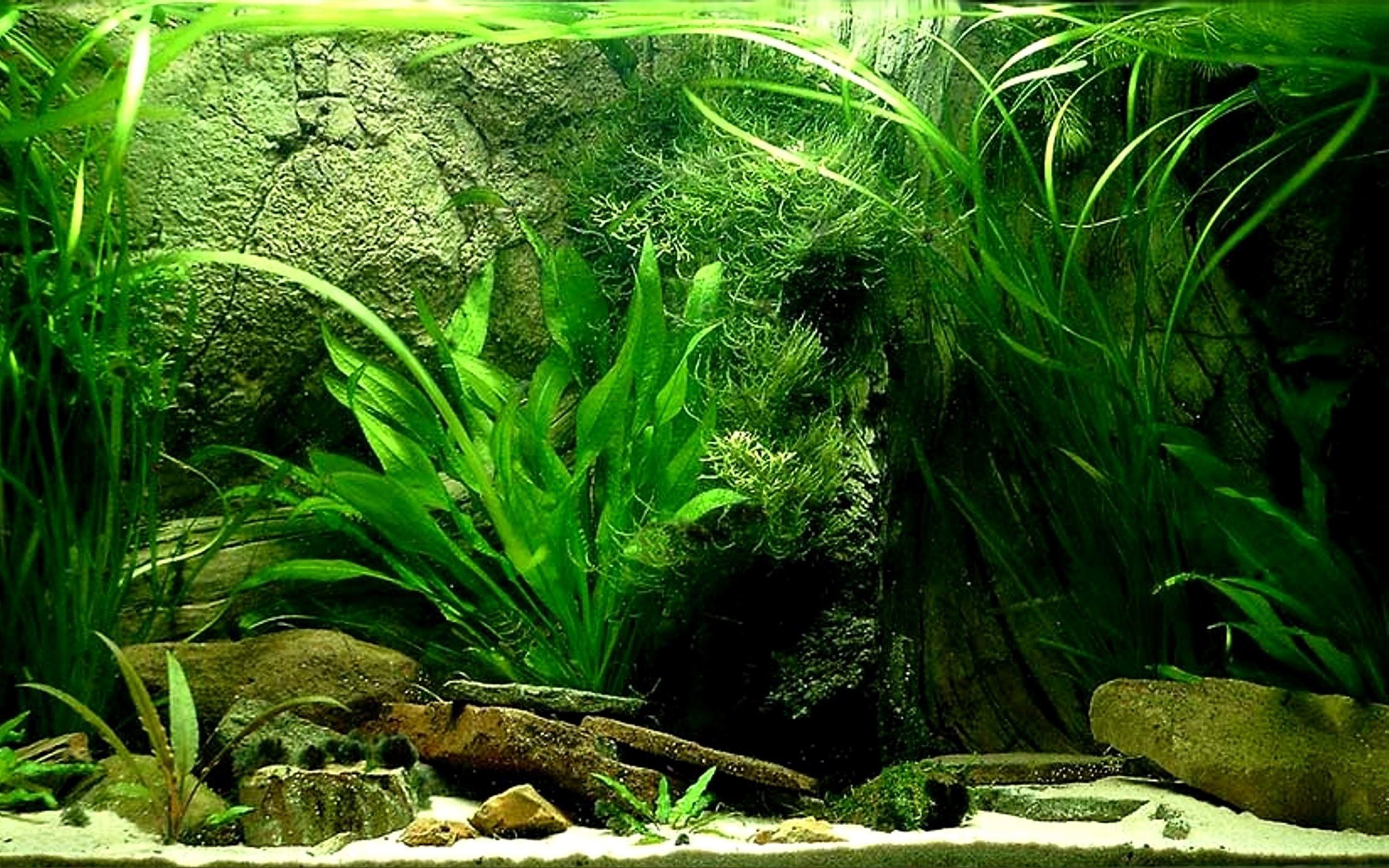 Fish Tank Background Poster 2560x1600