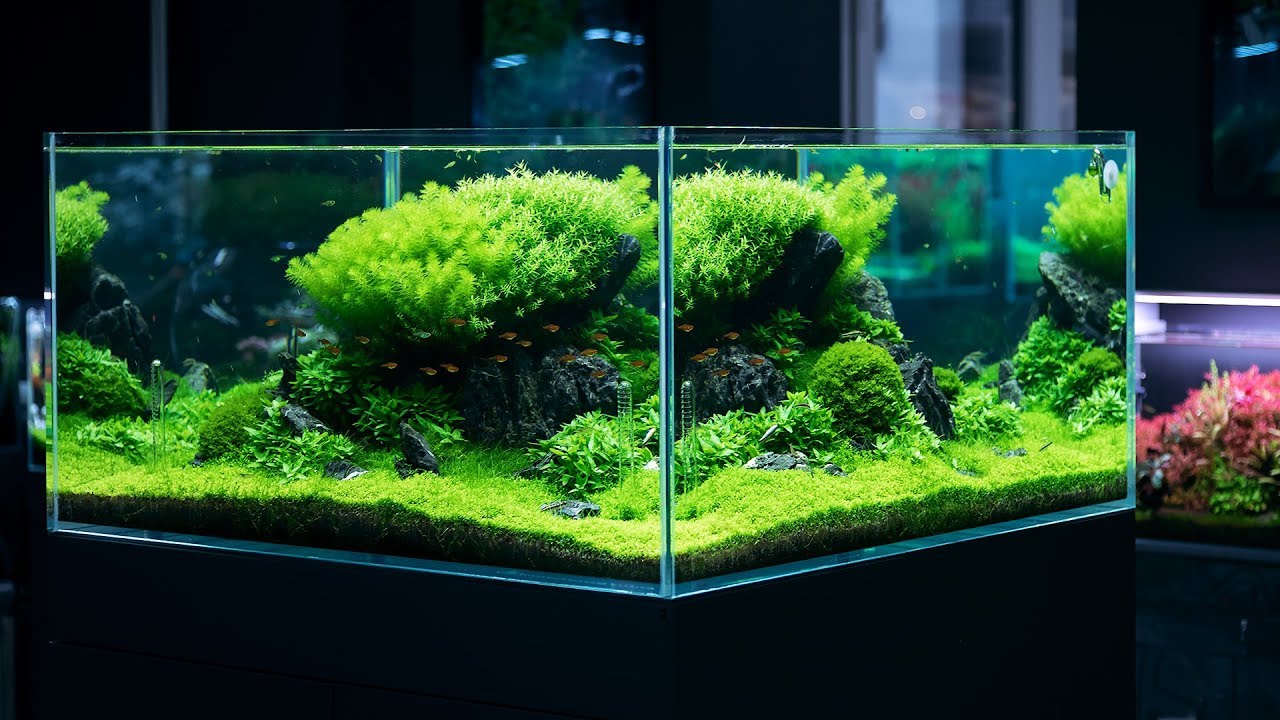 PLANTED TANK WITH A BREATHTAKING 360