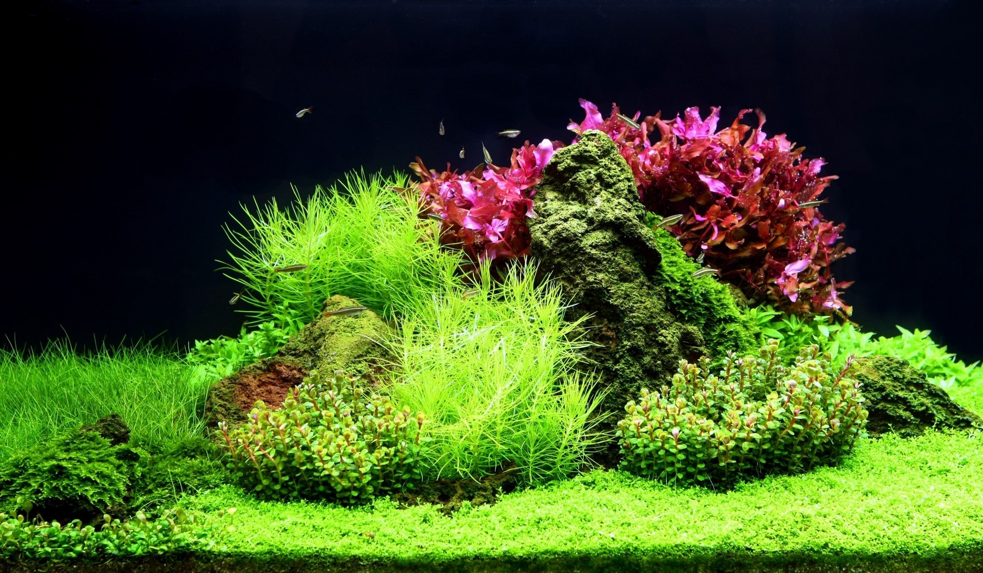 Plants play a key role in your aquarium