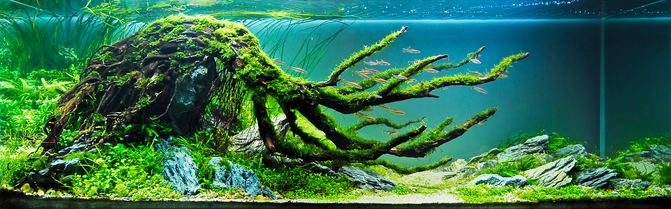 Man Made Fish Tank Wallpaper