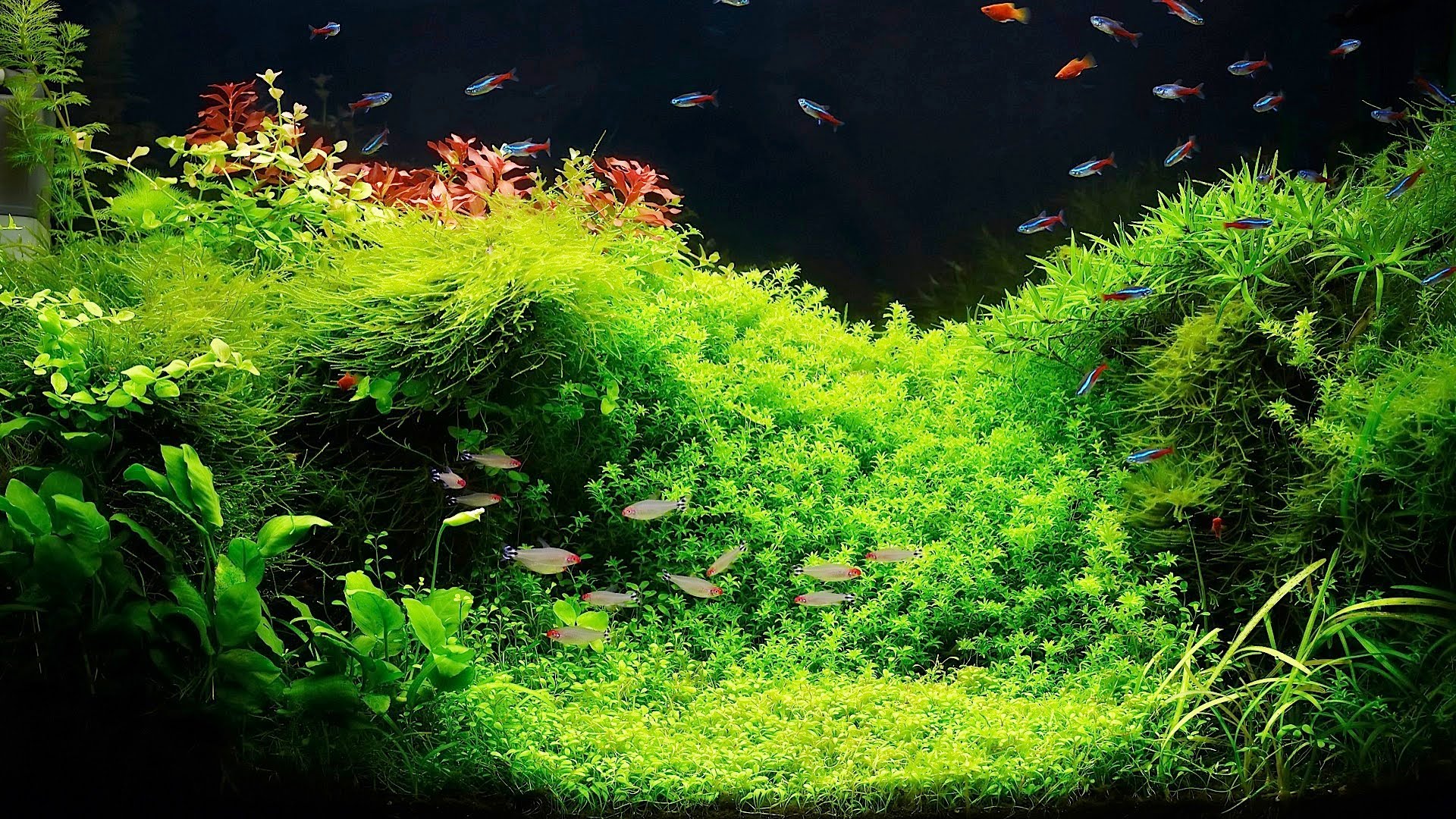 live aquatic plants in aquariums