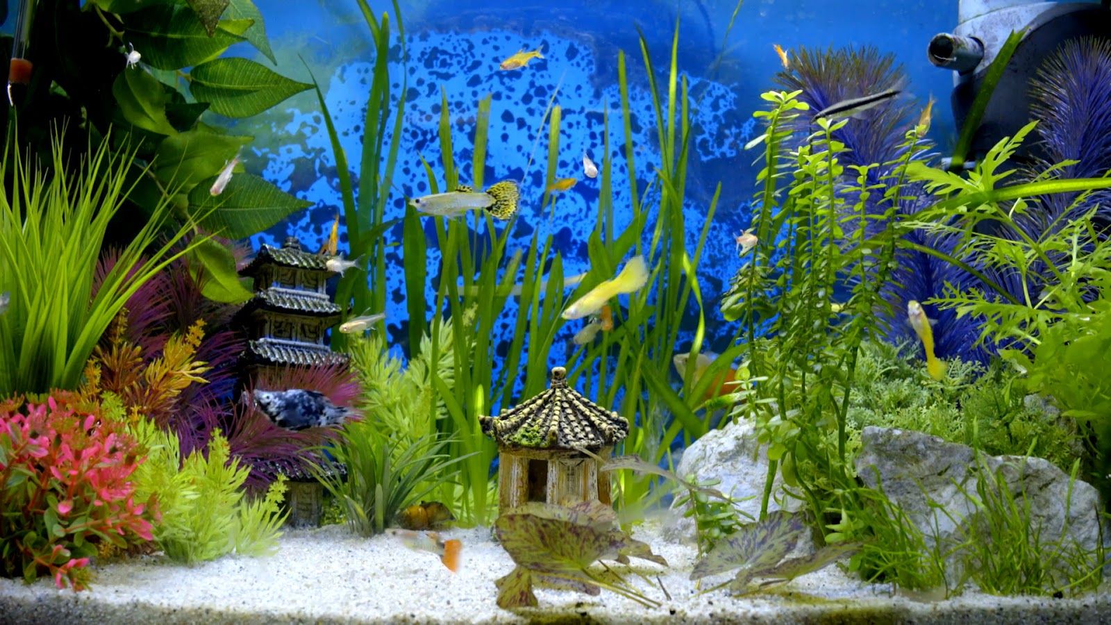 Fish Tank Wallpaper HD