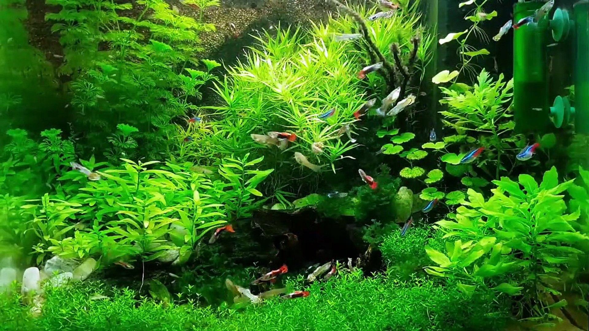 Planted Freshwater Aquarium Relaxation