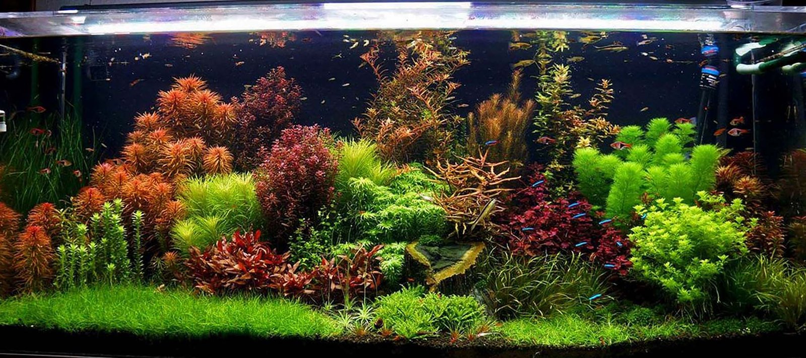 Aquascaper Aquariums: Inspiration