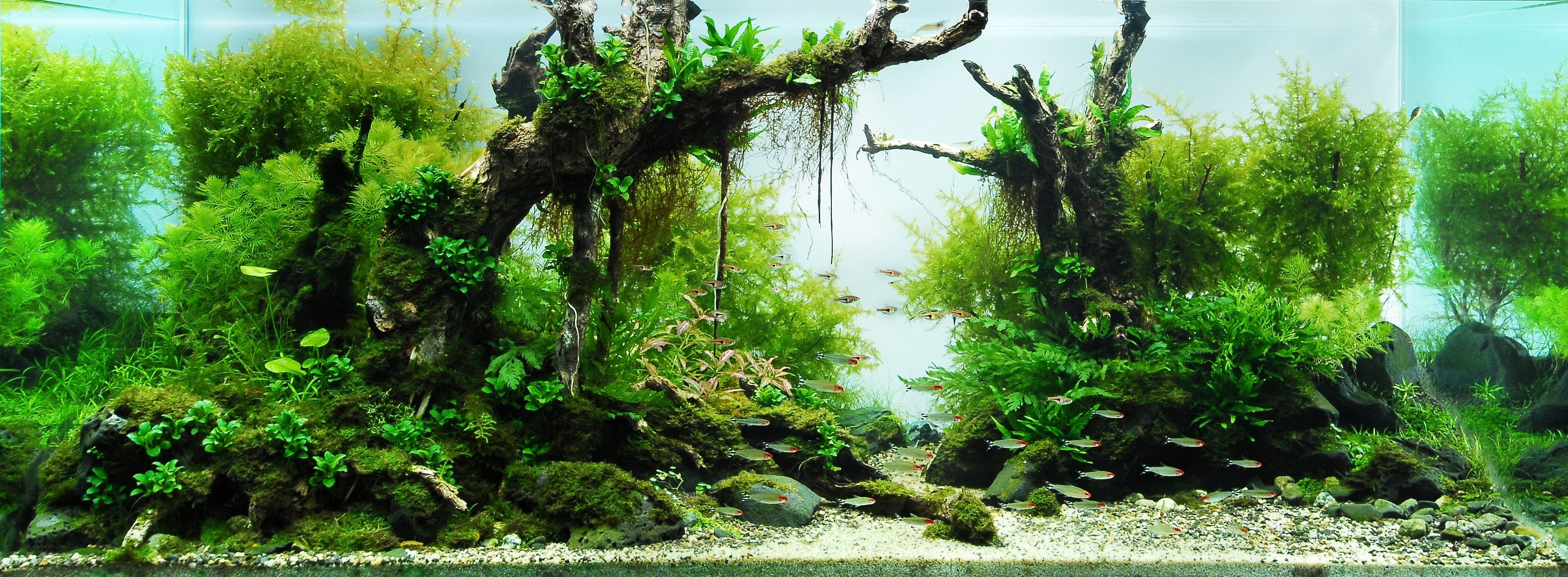Nature aquarium, Planted aquarium