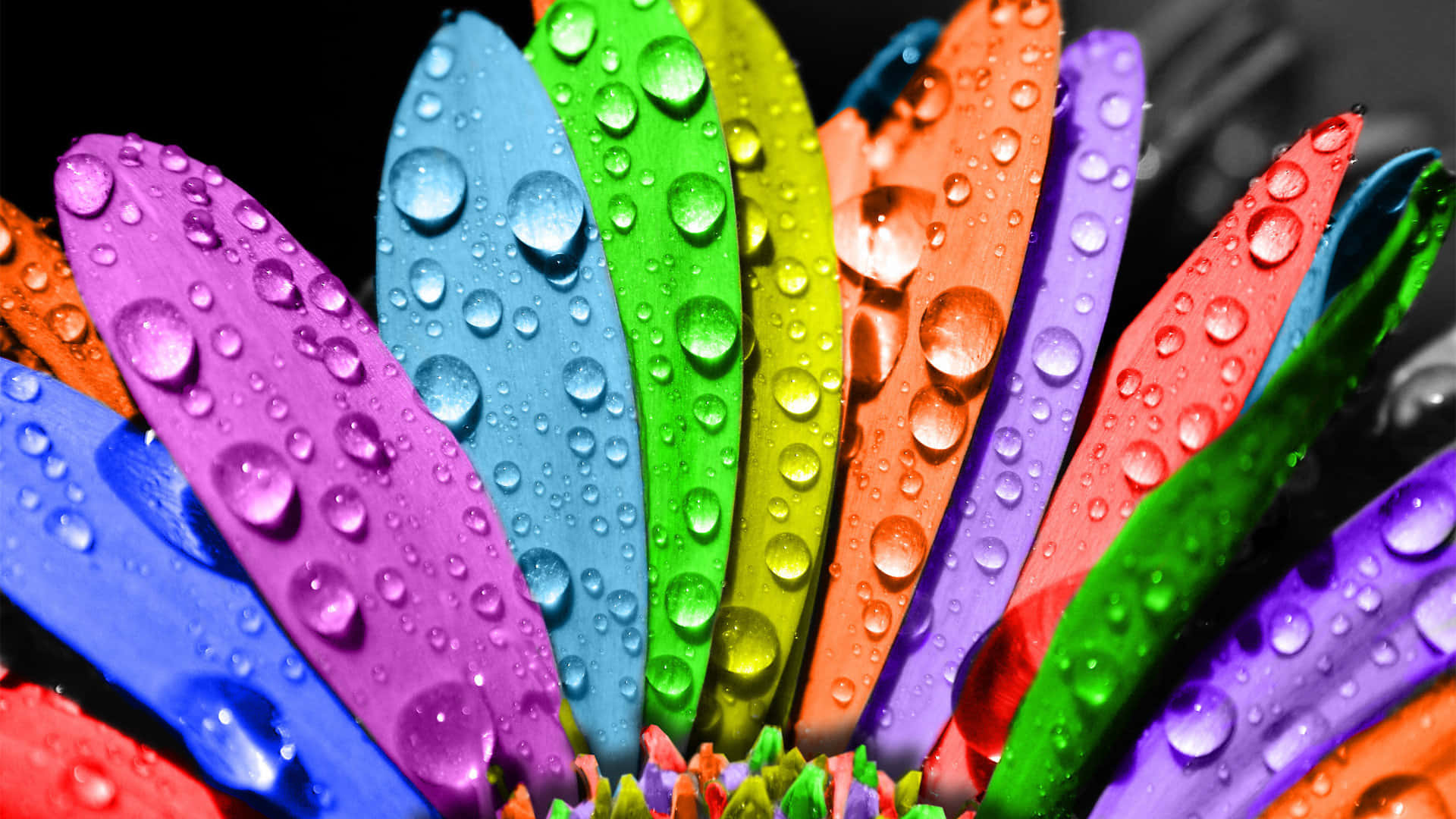 Download Colorful Flower Petal Pride