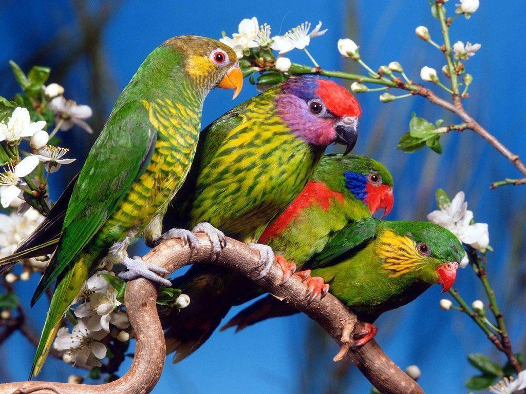 Parrots Wallpaper Parrot Bird Photo