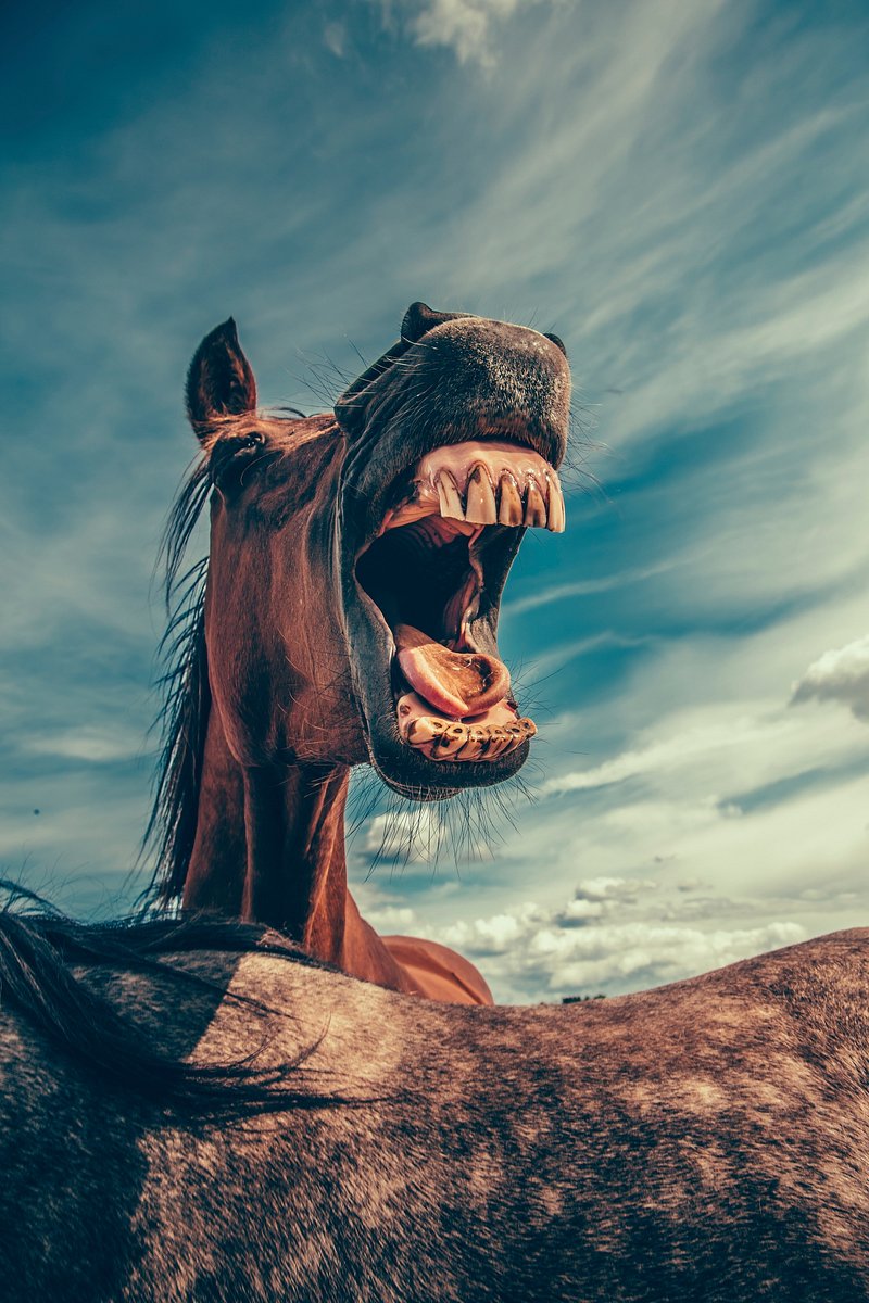 Funny Animals Image. Free HD Background, PNGs, Vectors & Illustrations