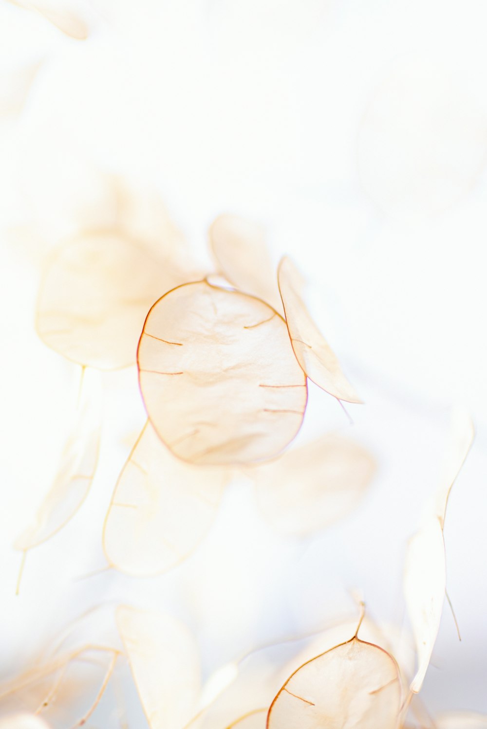 CREAM BACKGROUND best free