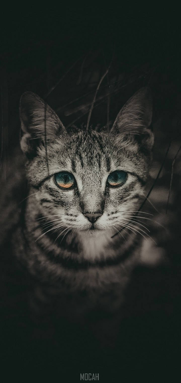 Download Realme 7 Pro Cat Wallpaper