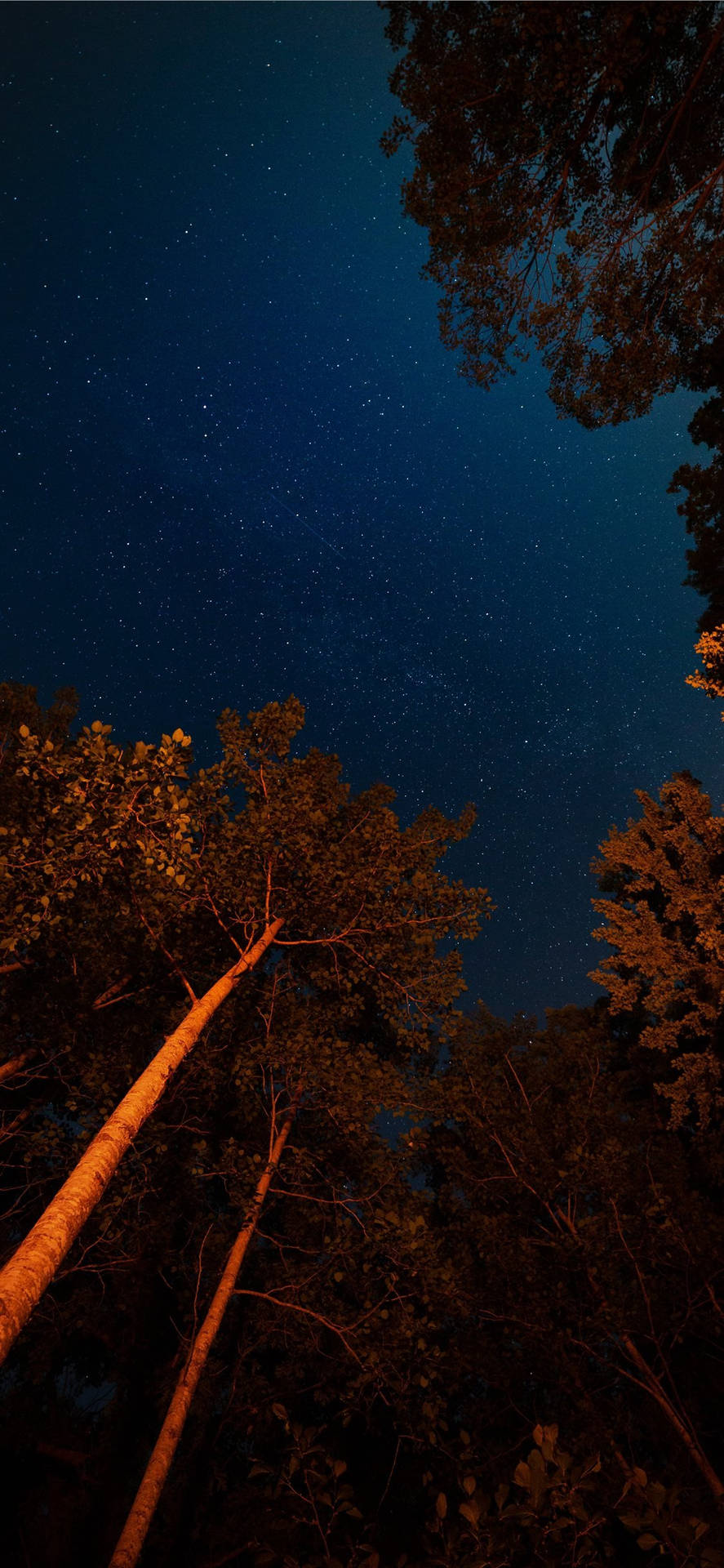Trees And Night Sky Ios 11 Wallpaper