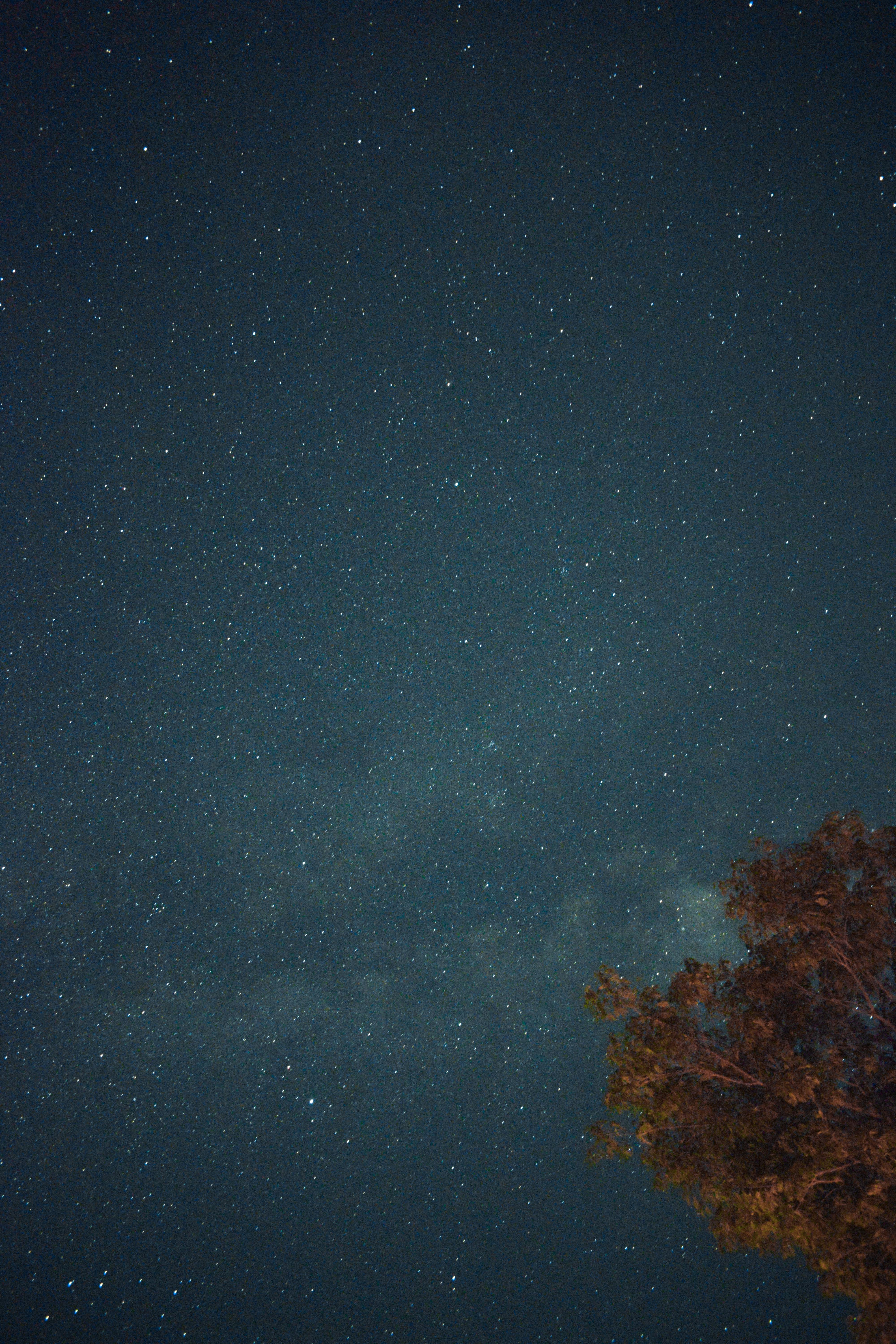 Tree under a Starry Sky · Free