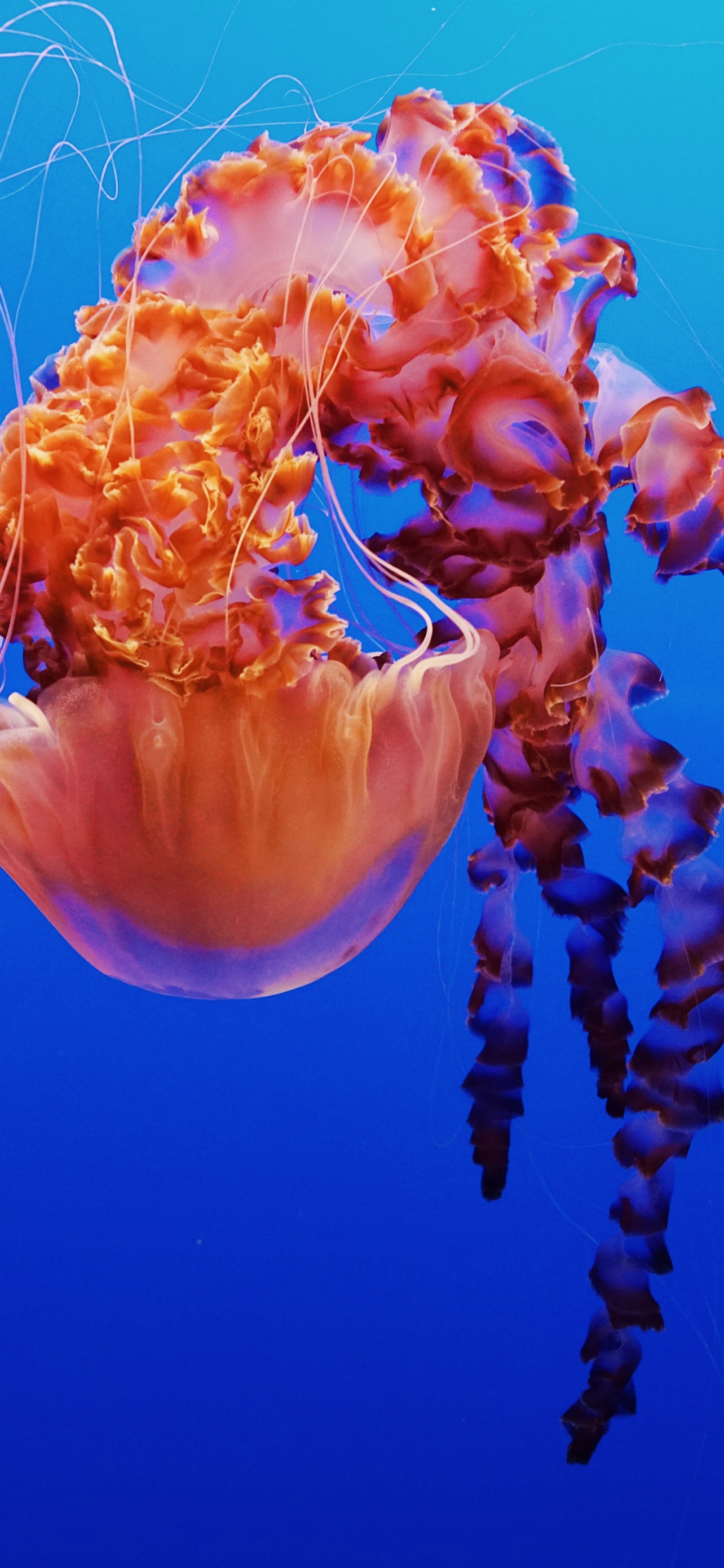 Jellyfish Wallpaper 4K, Monterey Bay Aquarium, Underwater