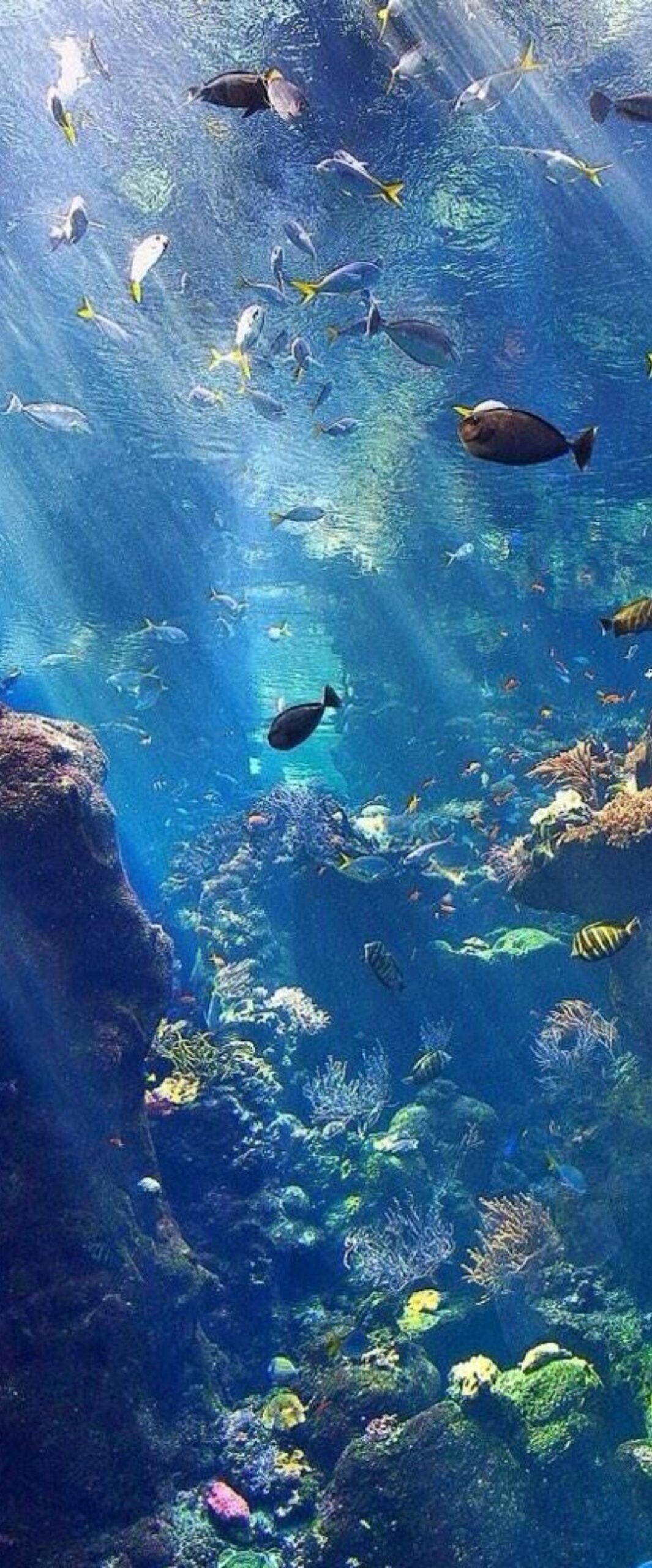 Underwater iPhone Wallpaper 4k