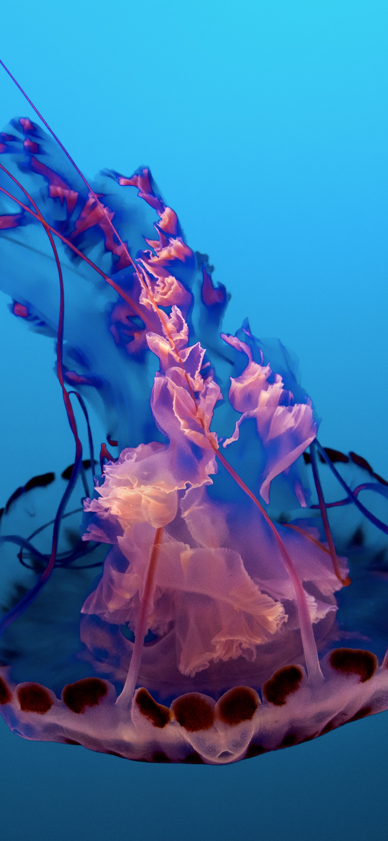 Jellyfish Wallpaper 4K, Pink, Underwater