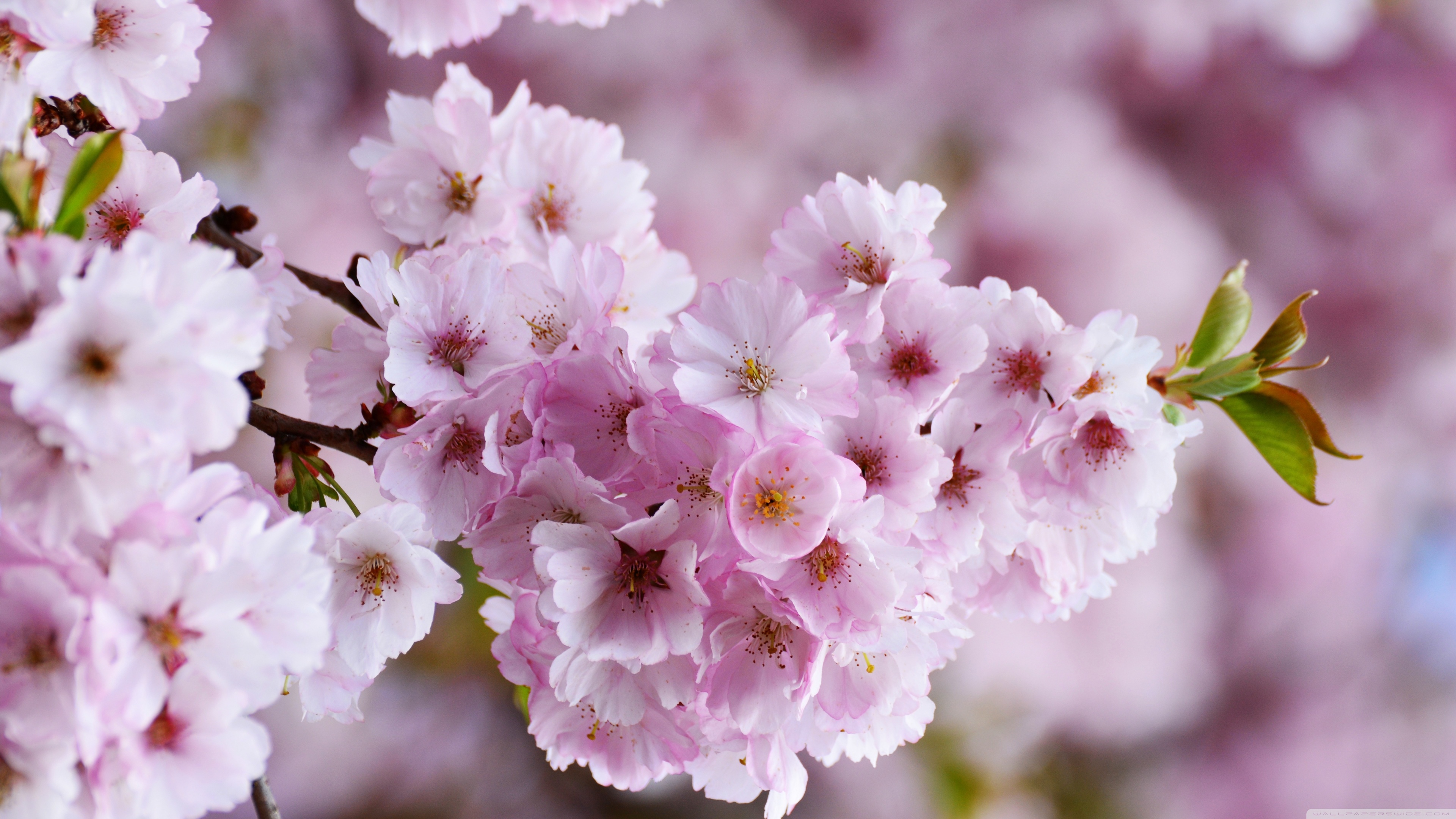 Japanese Cherry Blossom Ultra HD