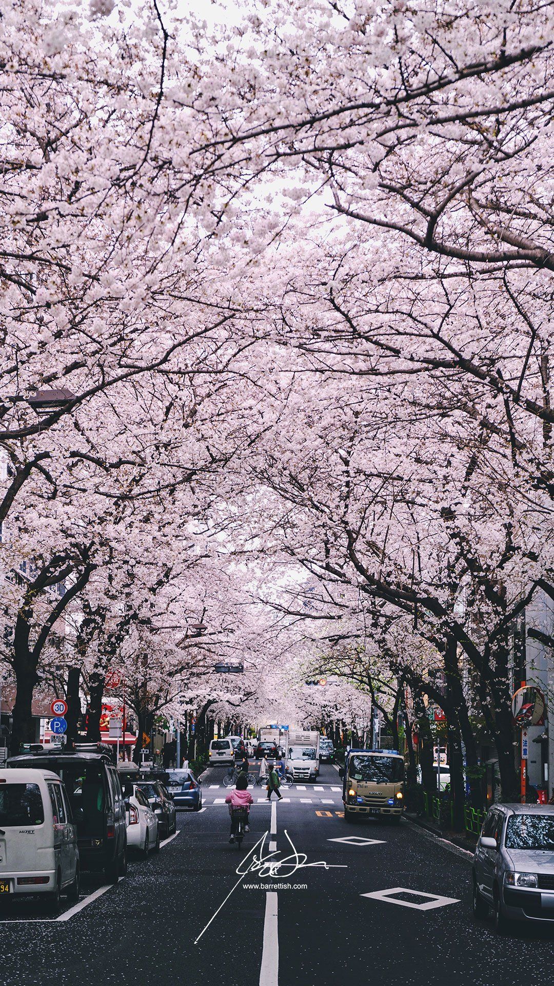Free Japanese Cherry Blossom Smartphone