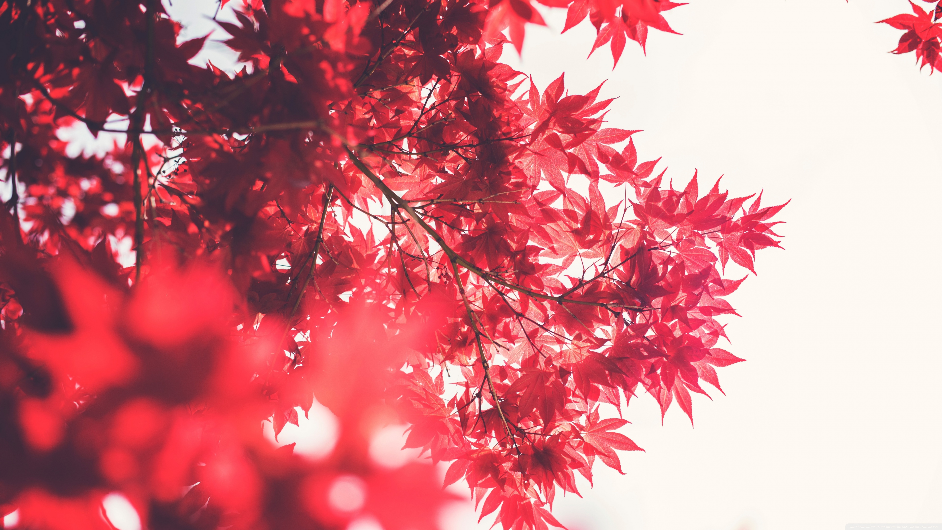 Red Japanese Maple Ultra HD Desktop
