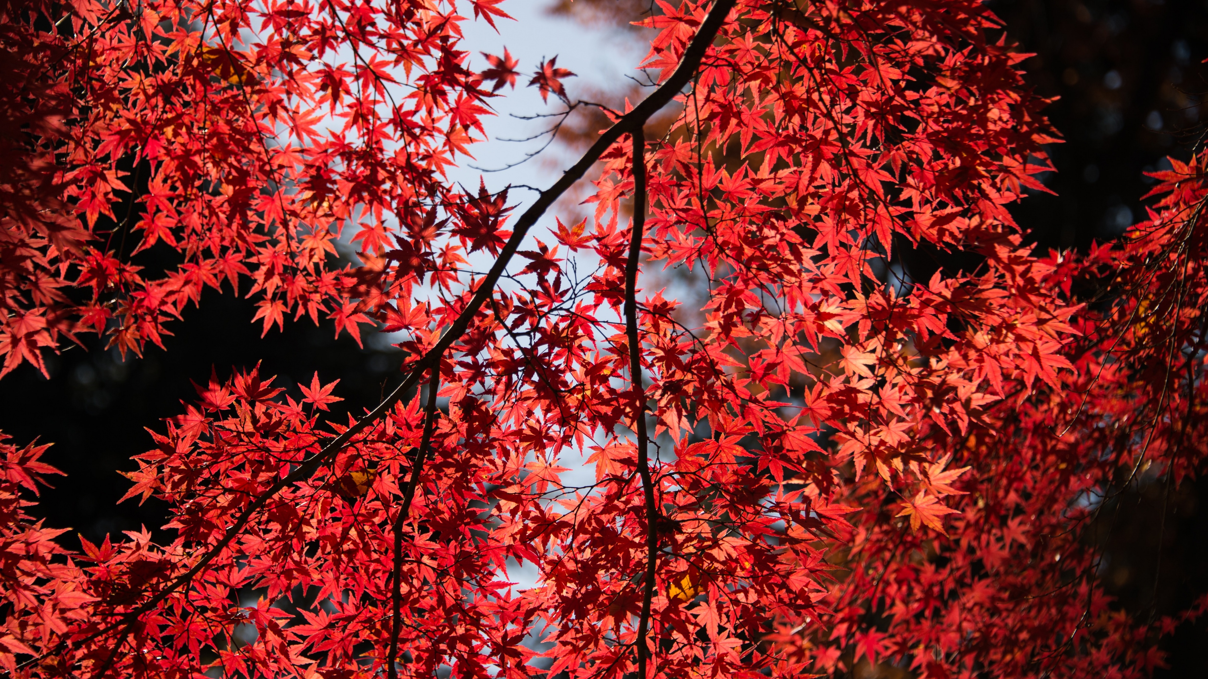 Maple tree Wallpaper 4K, Red leaves